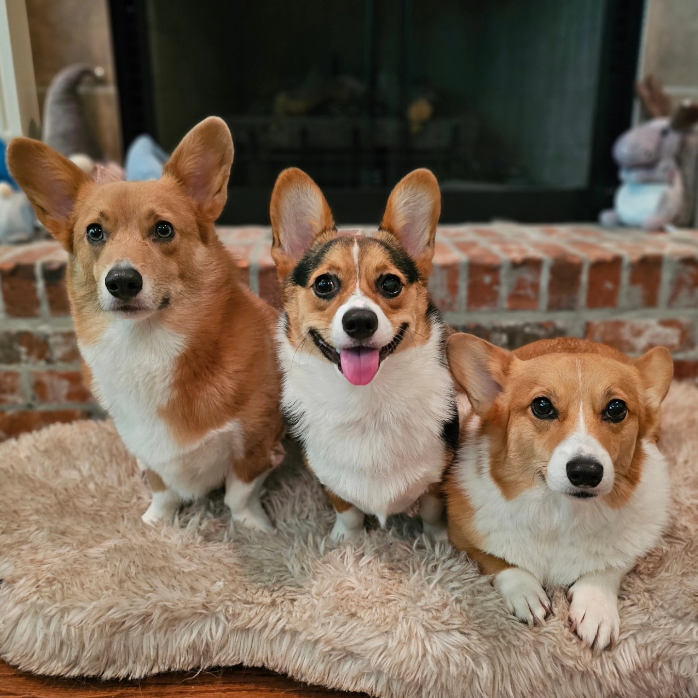 Corgi Krewe Adventures