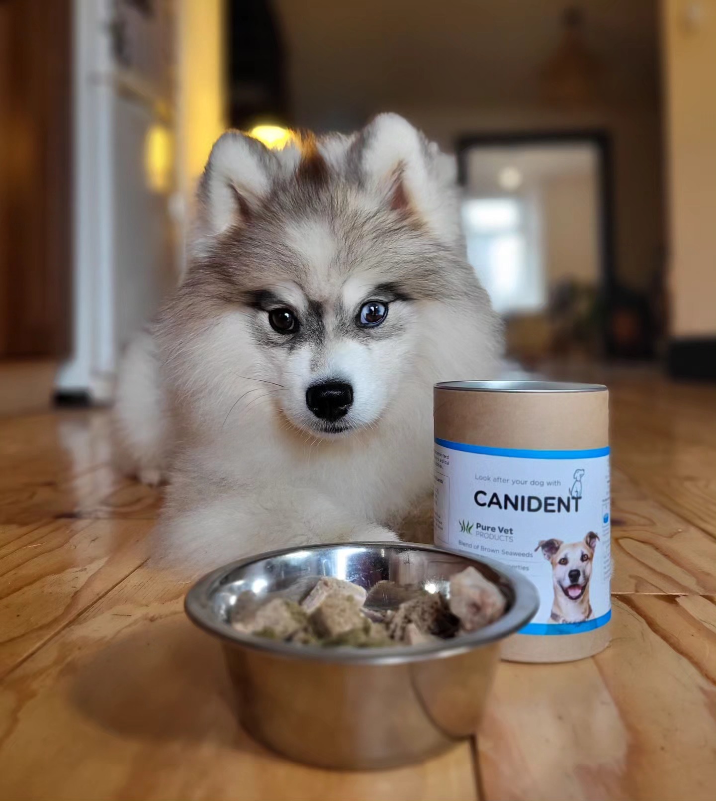 Canident x @shadoww_the_pomsky