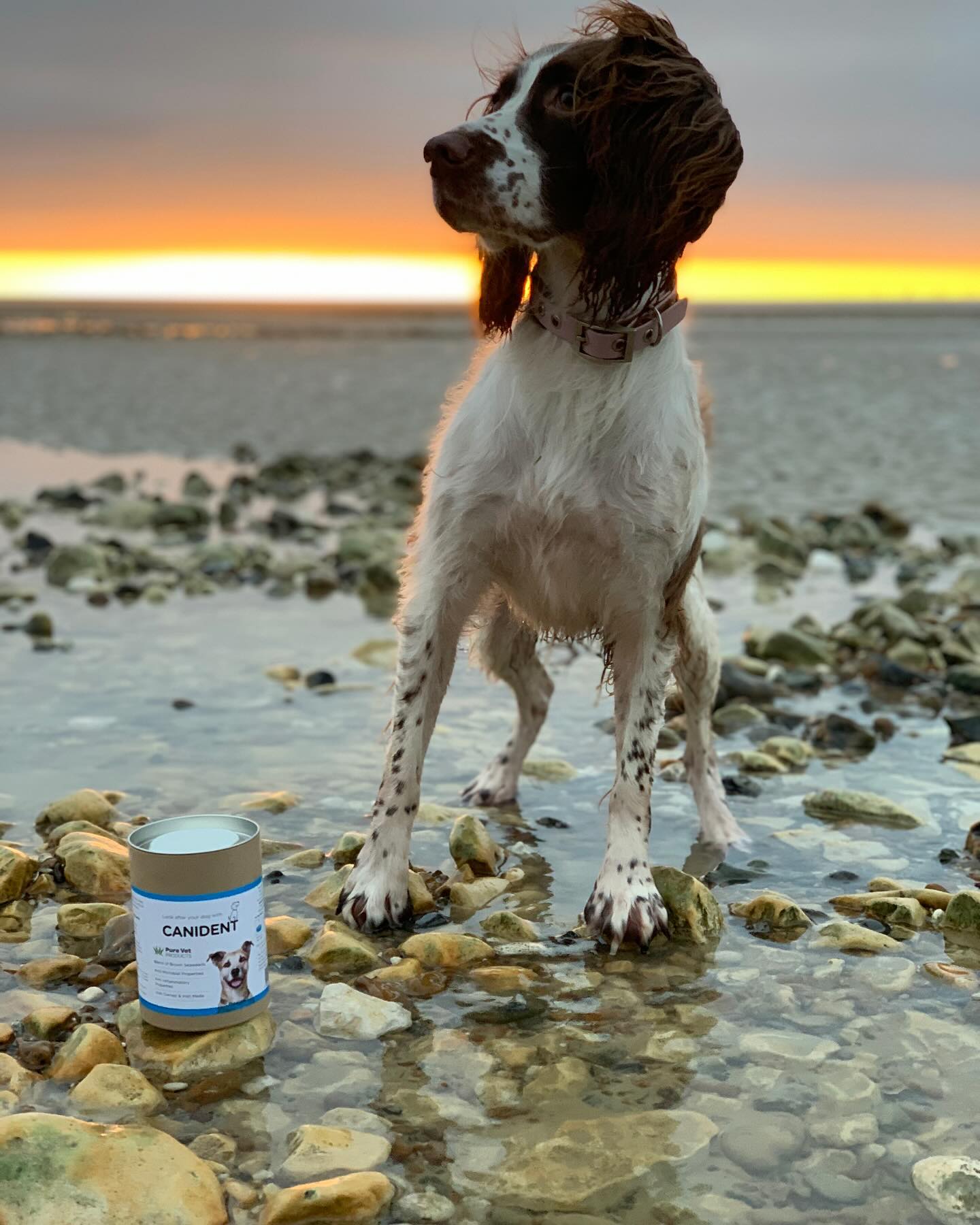 Canident x @bella.the.springerspaniel