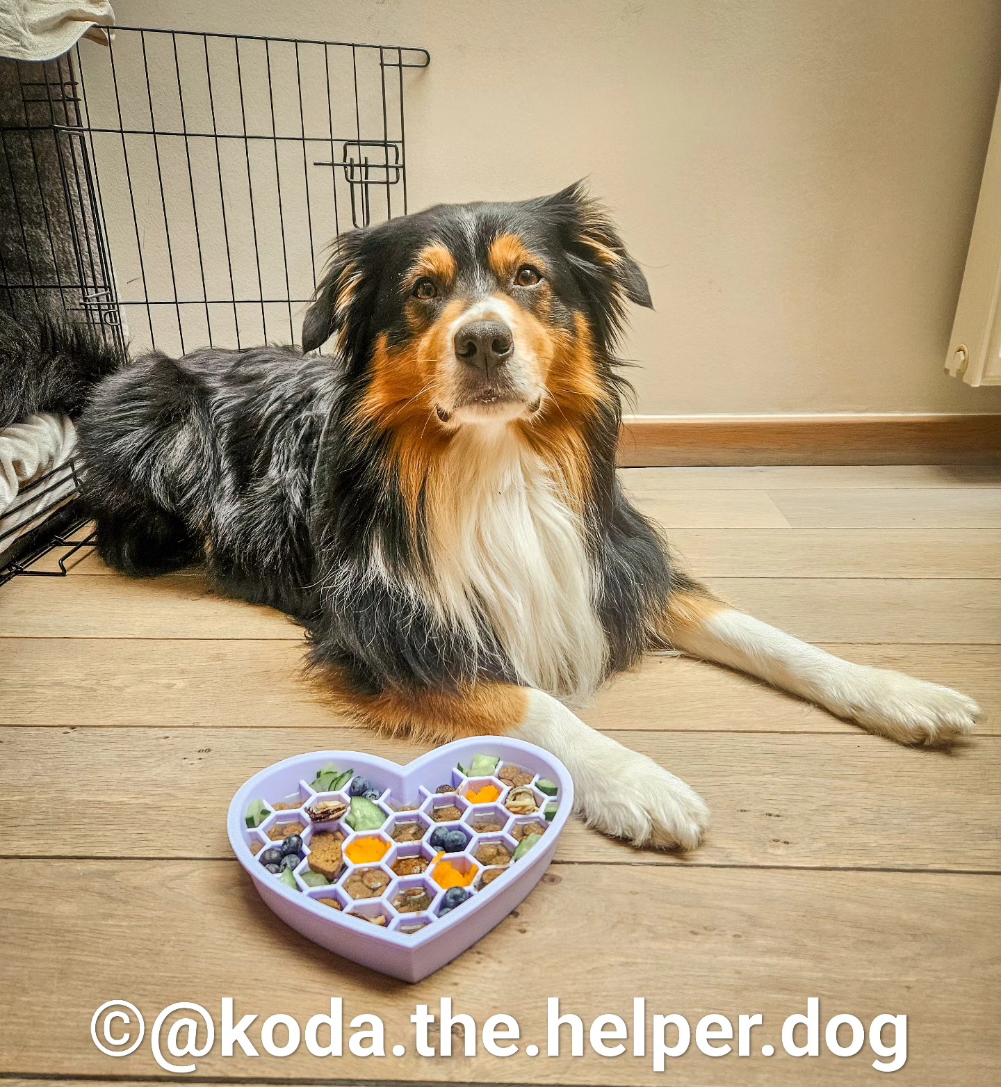 Canident x @koda.the.helper.dog