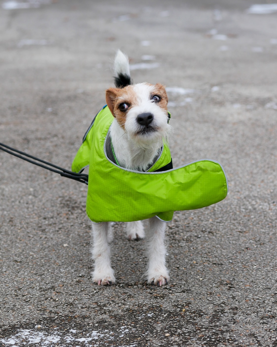 tinyterriertyranny