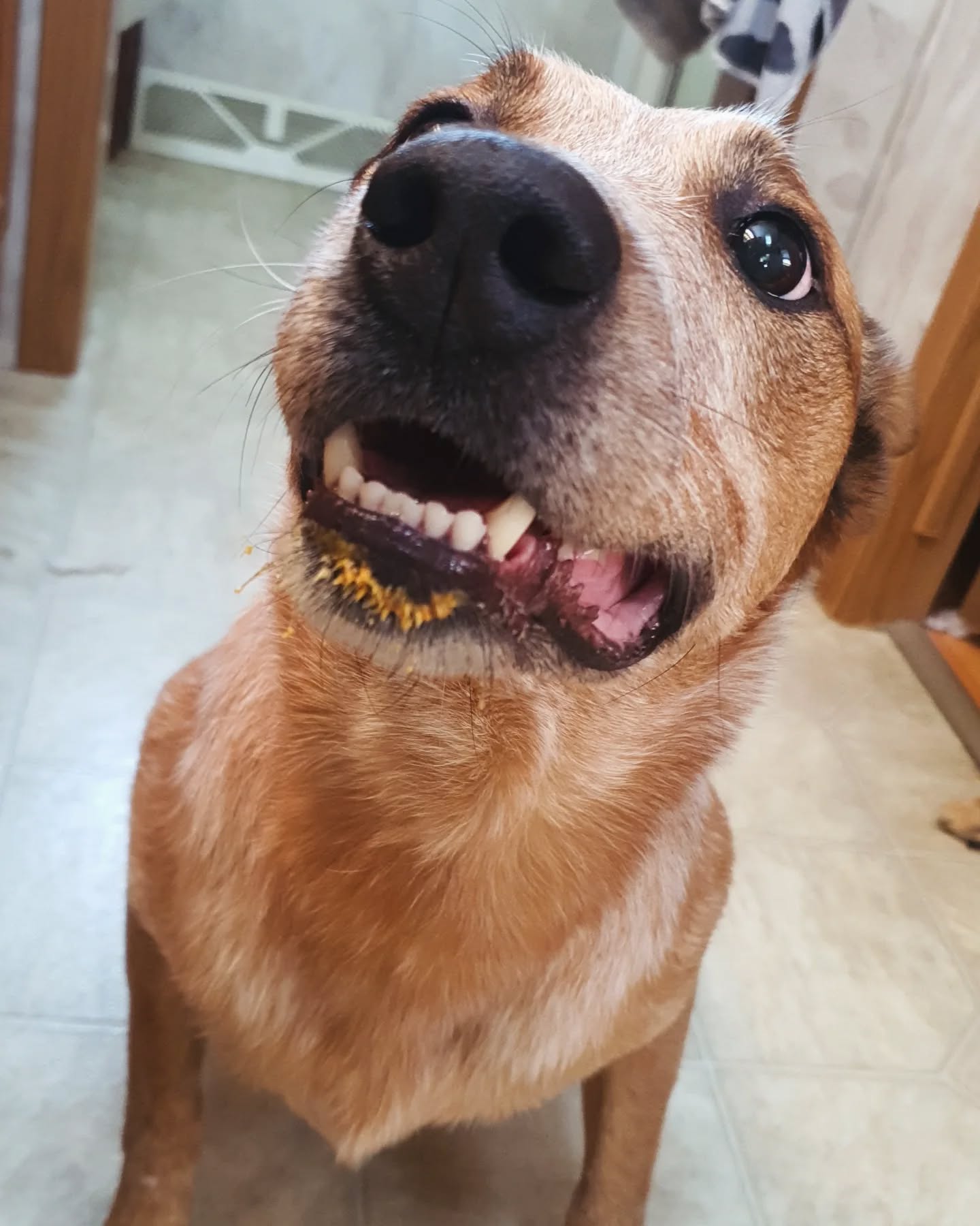 johnnycashheeler
