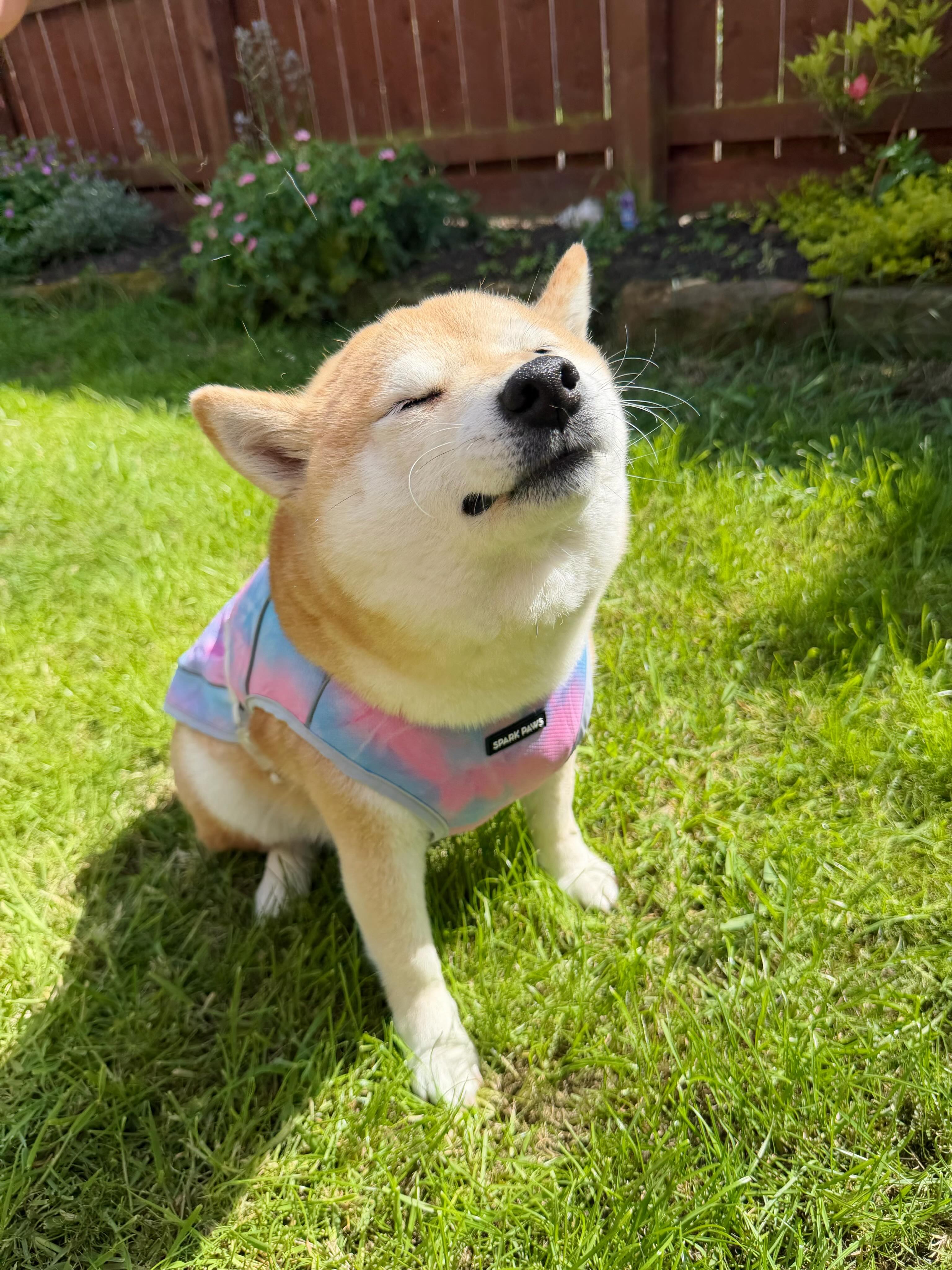 FreyaTheSausageDog