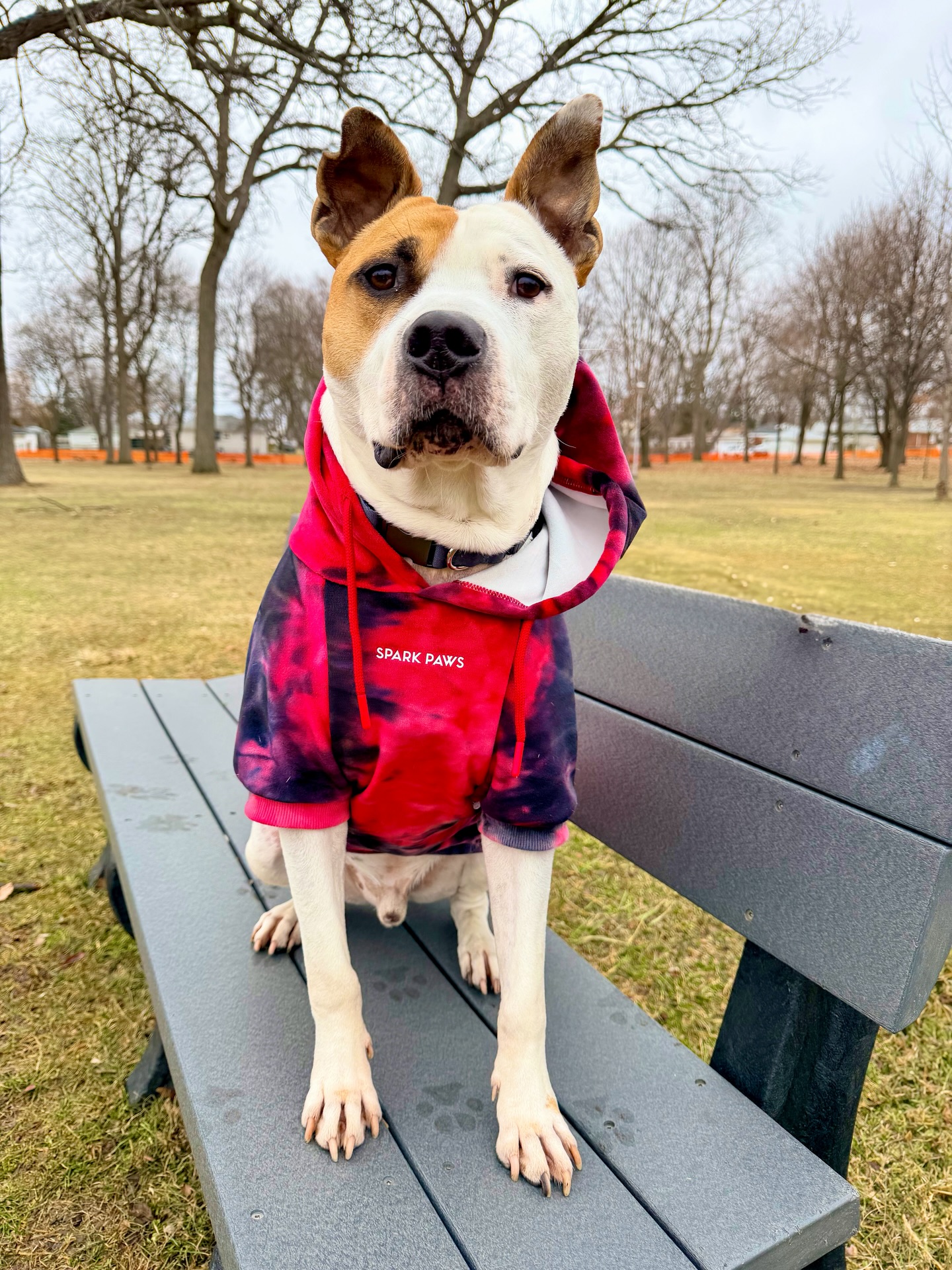 LilytheShep