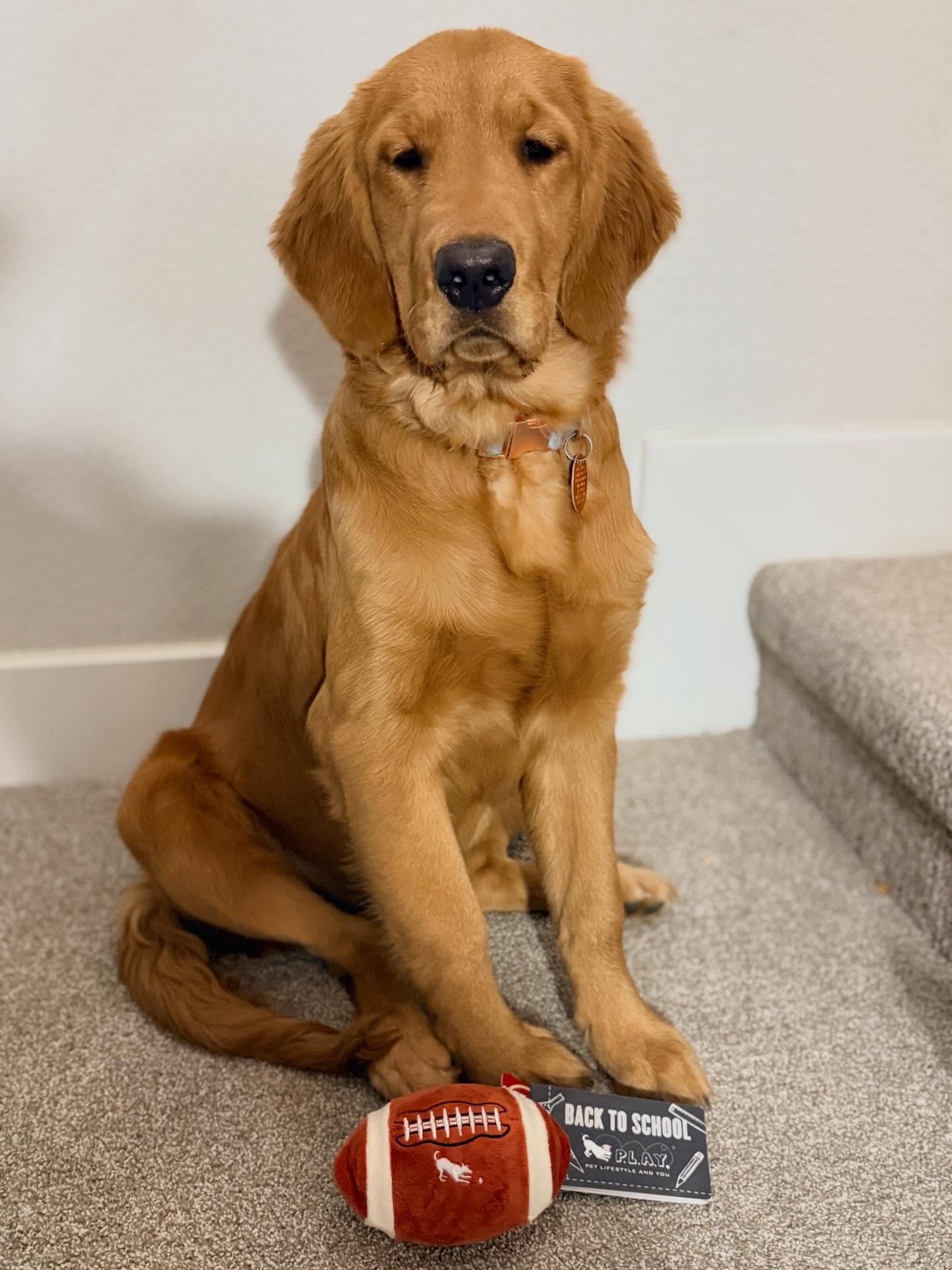wanderingwillow_thegolden
