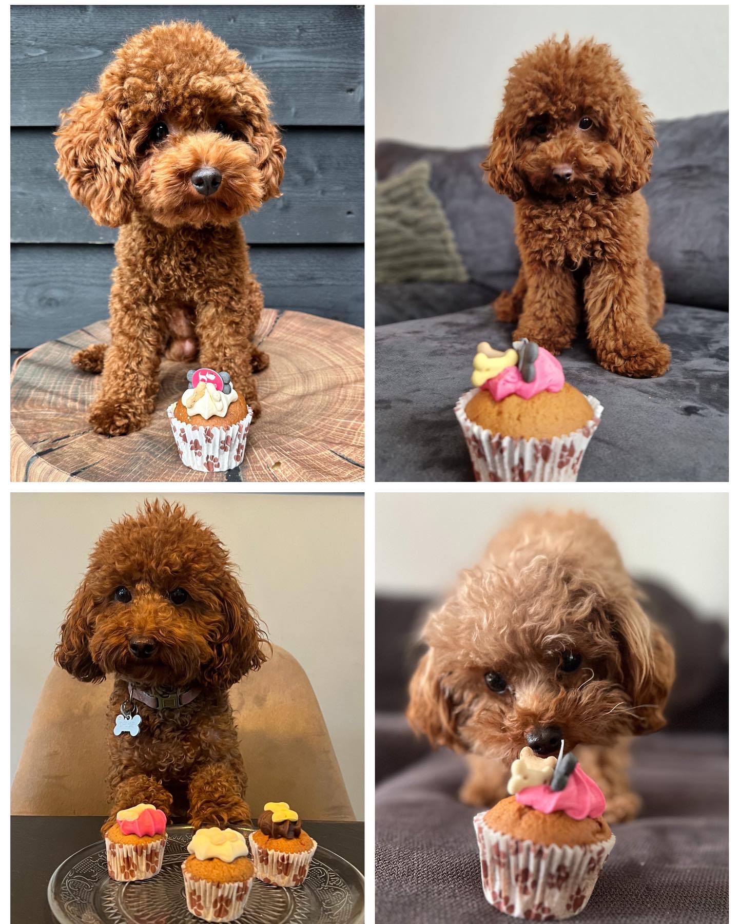 toypoodle_nederland