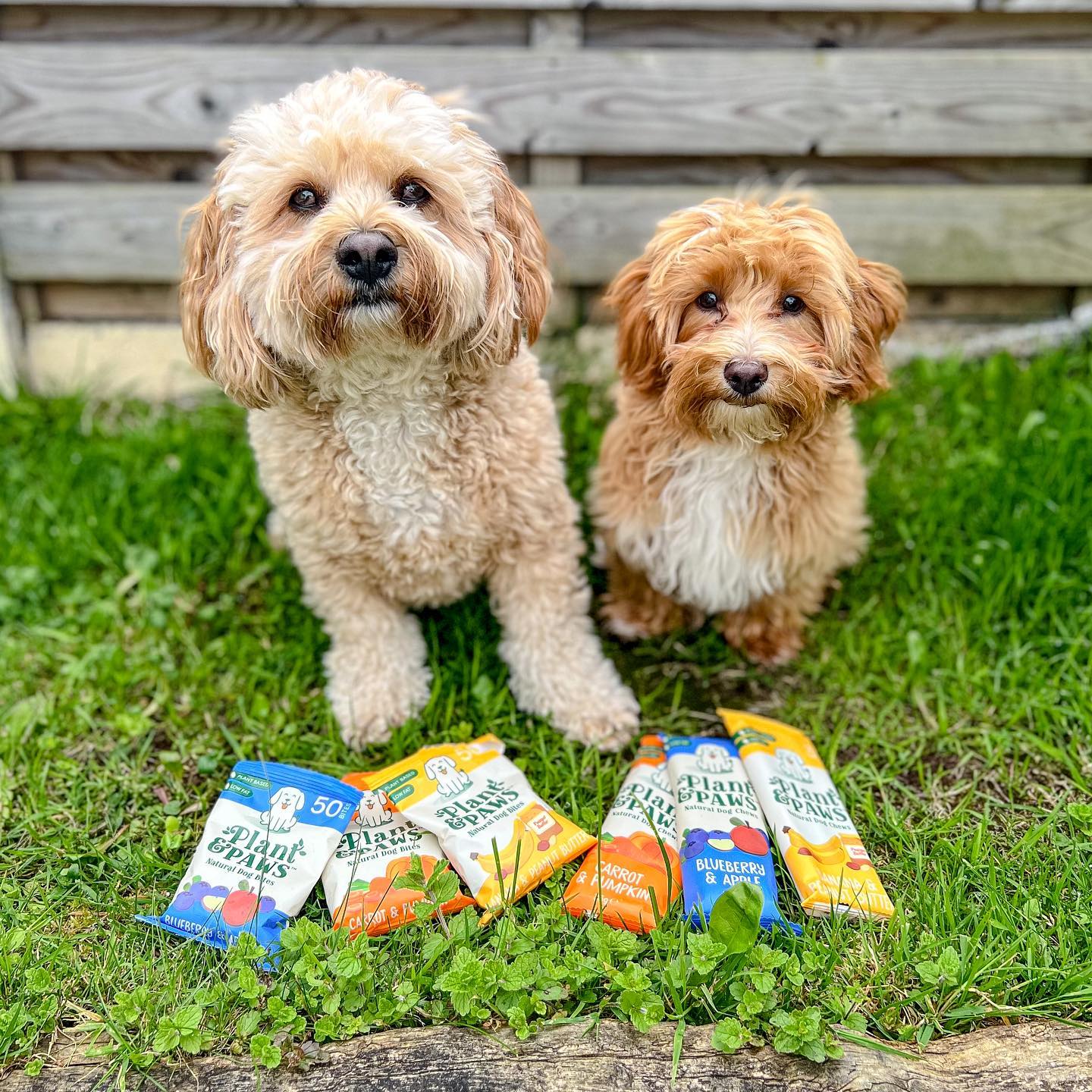 bowie_the_cavachon