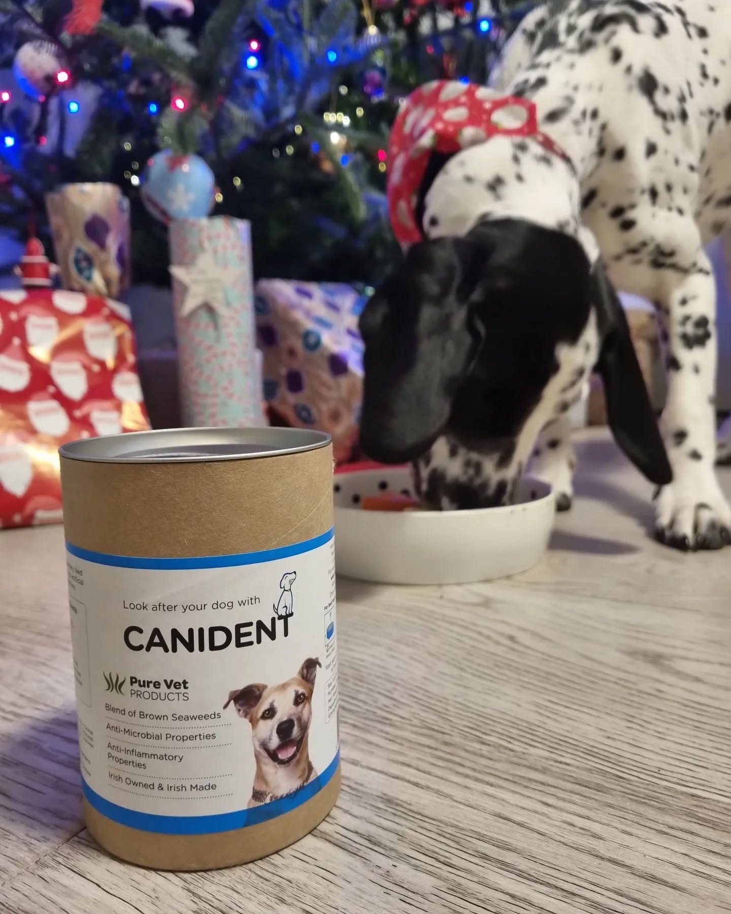 Canident x @isla_the_sprockermatian