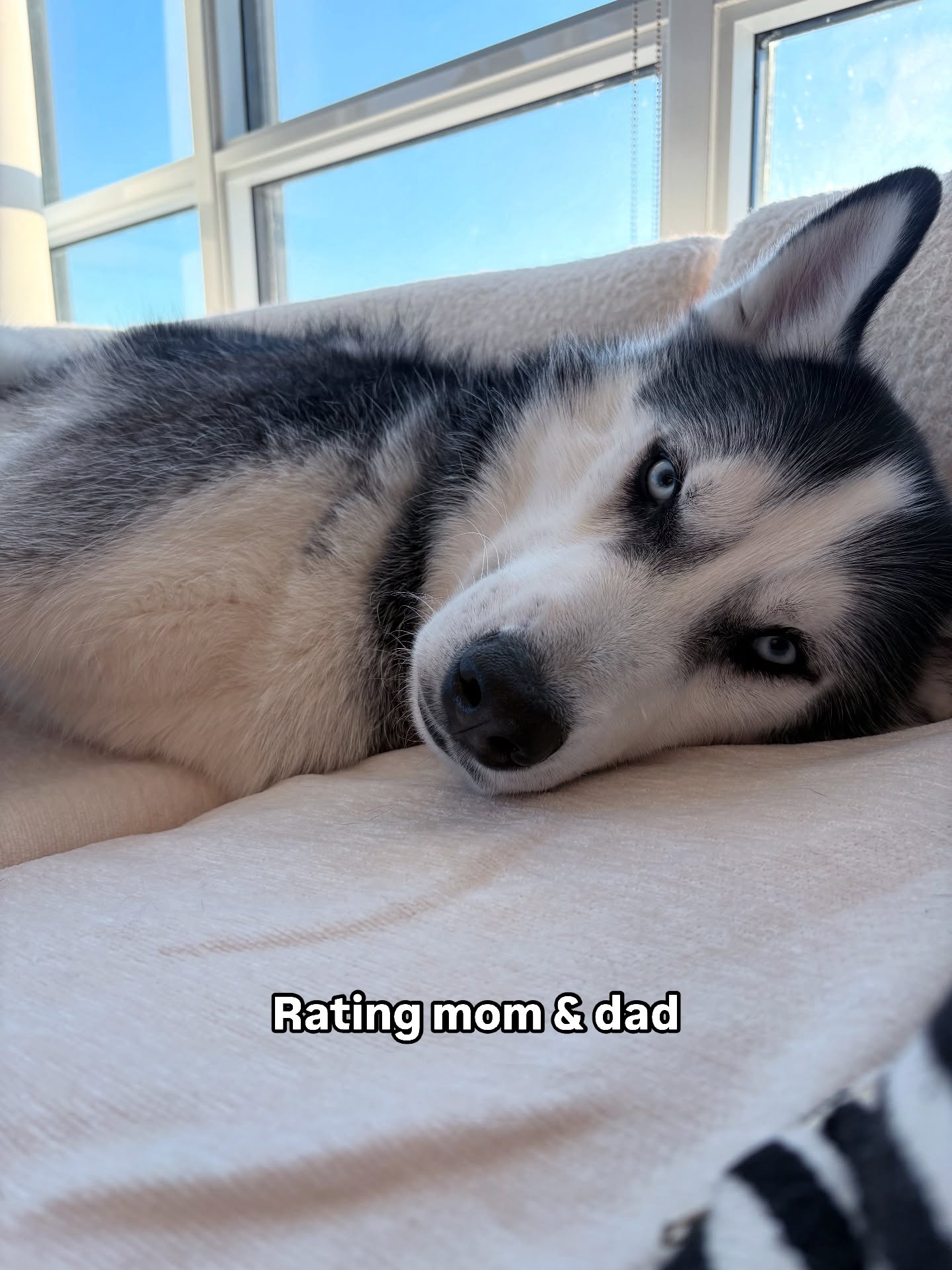 loki_the_d0g_of_mischief