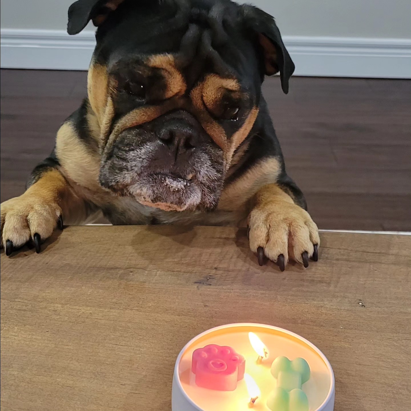 Fiona.englishbully