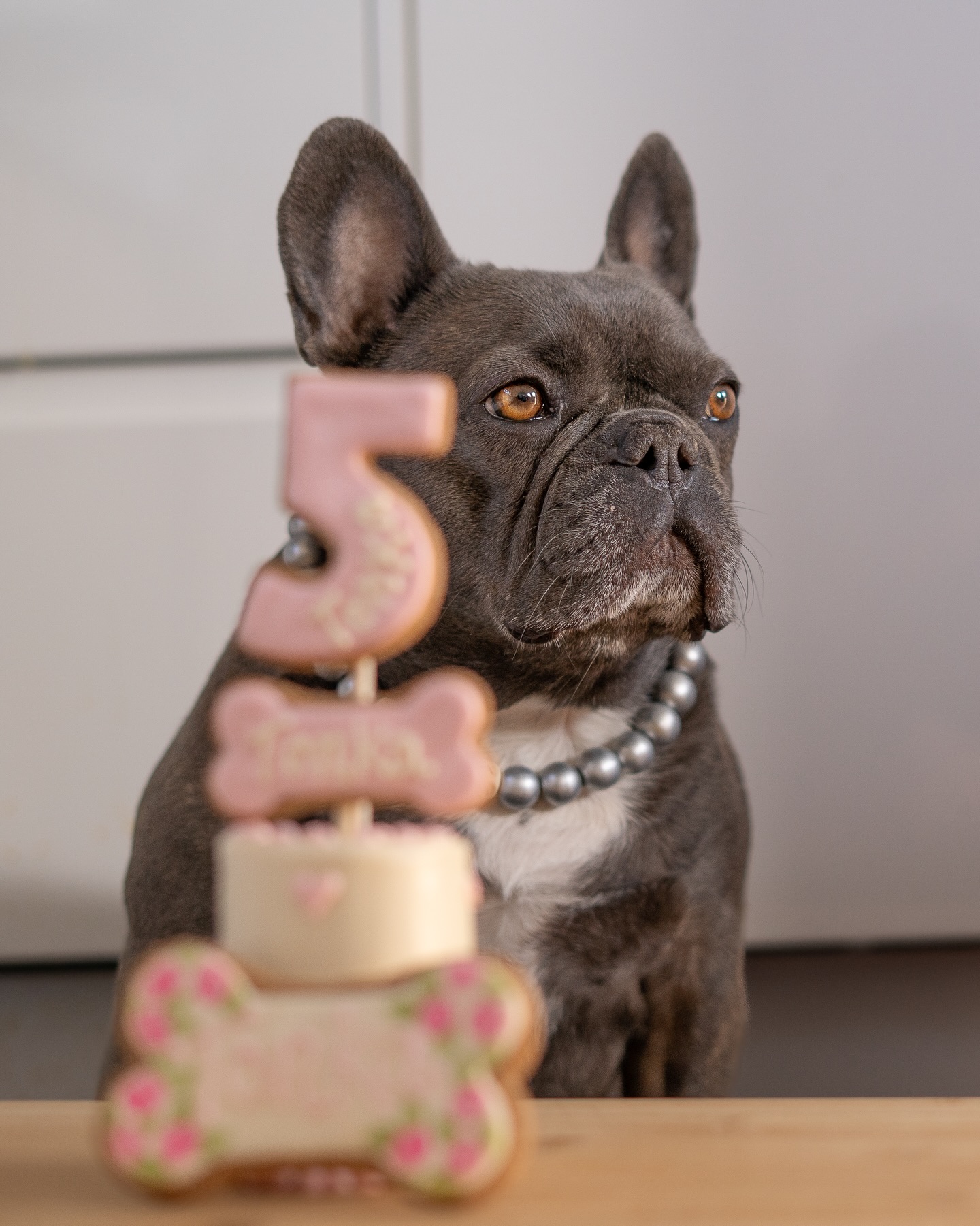 frenchbulldog_buzzandwoody
