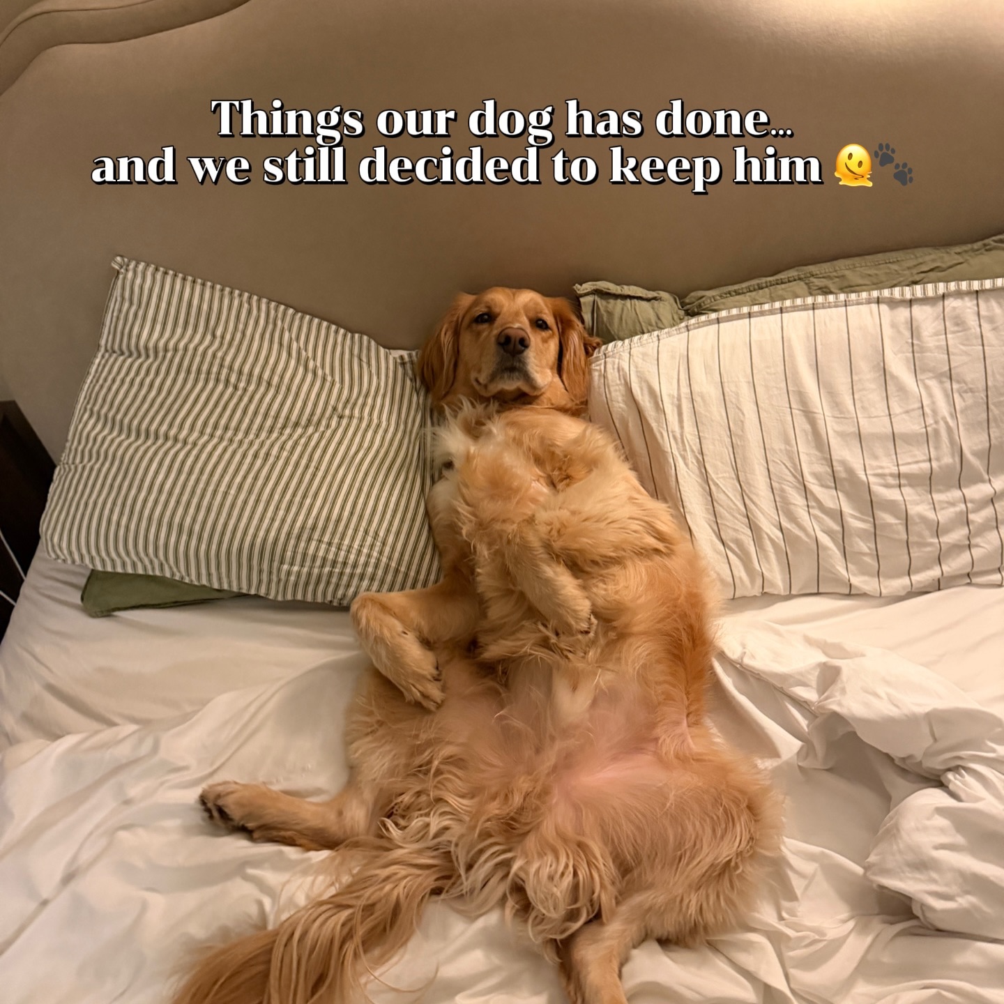 normanthesproodle
