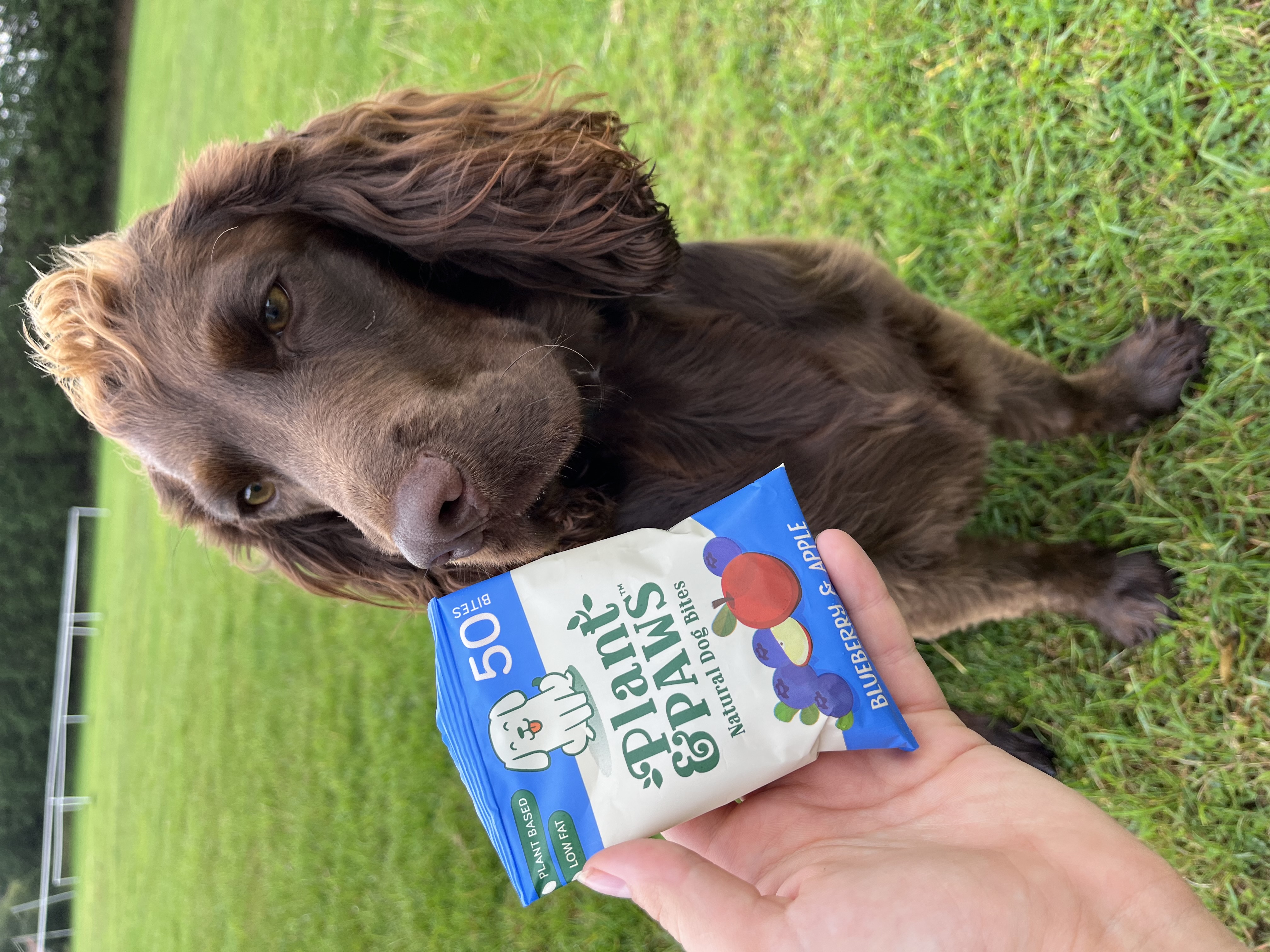 Blueberry and Apple Natural Bites