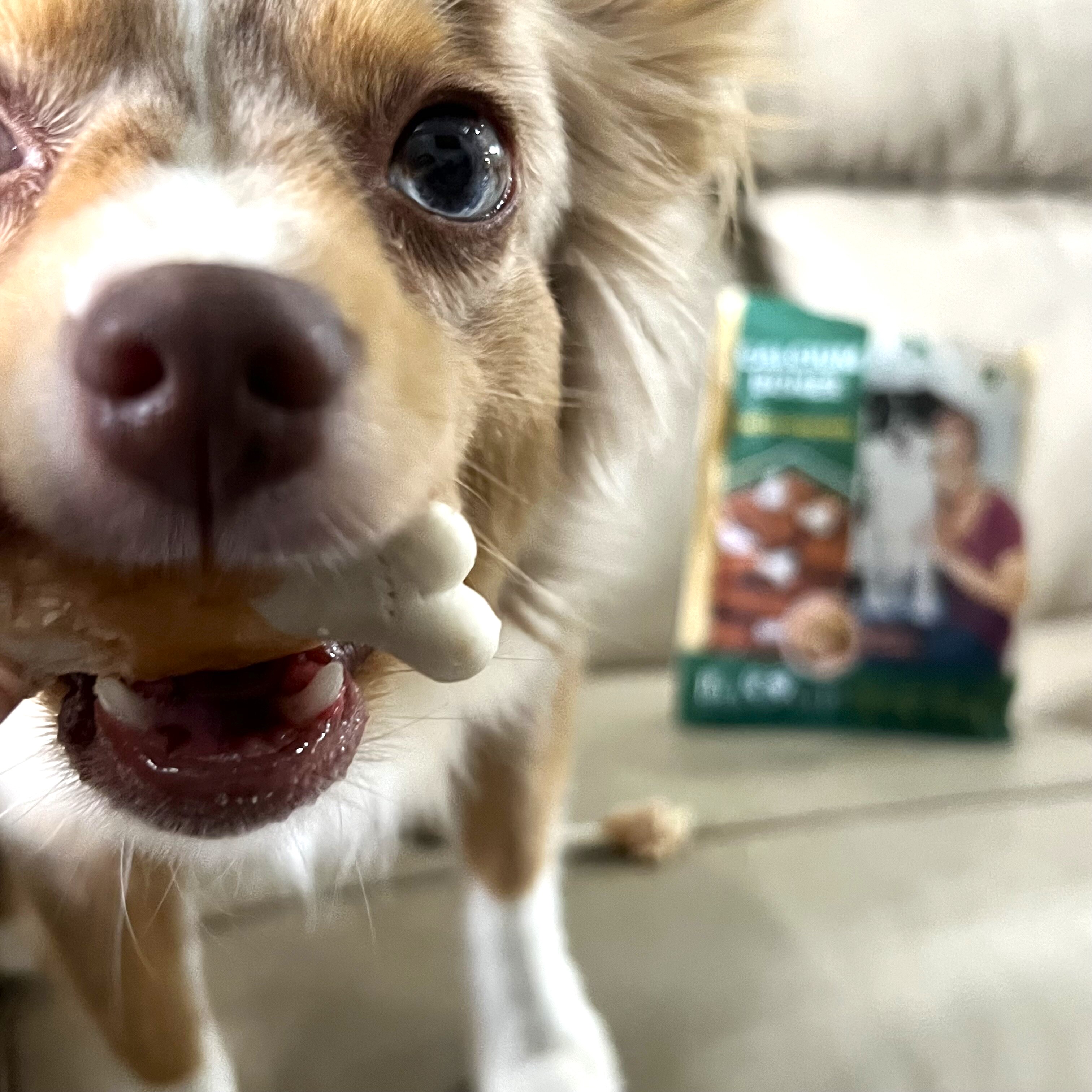 Kabobs Dog Treats with Duck & Chicken Human Grade Meat