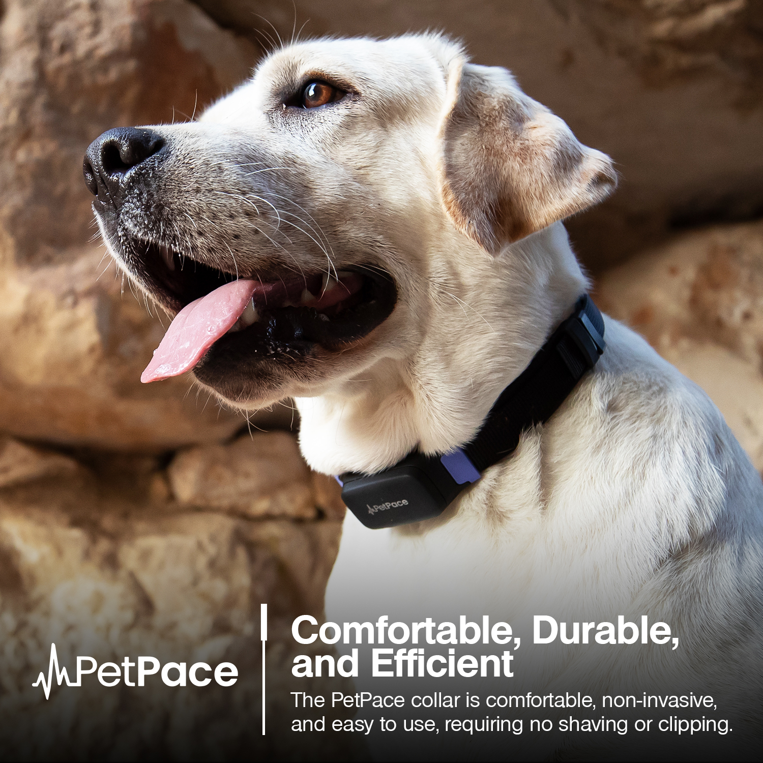 PetPace Smart Health Collar – Advanced AI-Driven Health Monitoring for Dogs, Tracks Vitals, Stress, Activity, Sleep & More, Vet-Approved Wellness Tracking, Early Alerts & Smart Data Sharing - Buy And Post Feedback on Amazon — 11