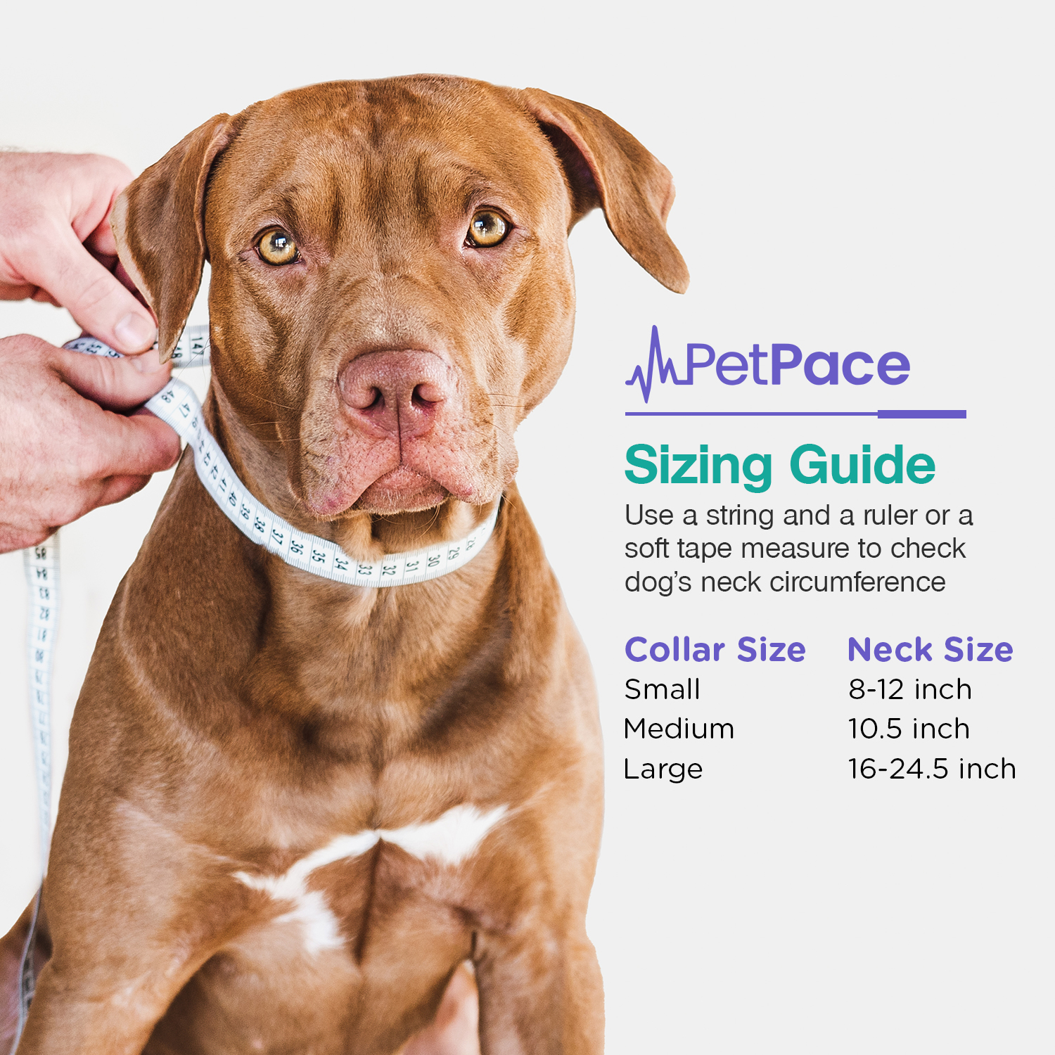PetPace Smart Health Collar – Advanced AI-Driven Health Monitoring for Dogs, Tracks Vitals, Stress, Activity, Sleep & More, Vet-Approved Wellness Tracking, Early Alerts & Smart Data Sharing - Buy And Post Feedback on Amazon — 13