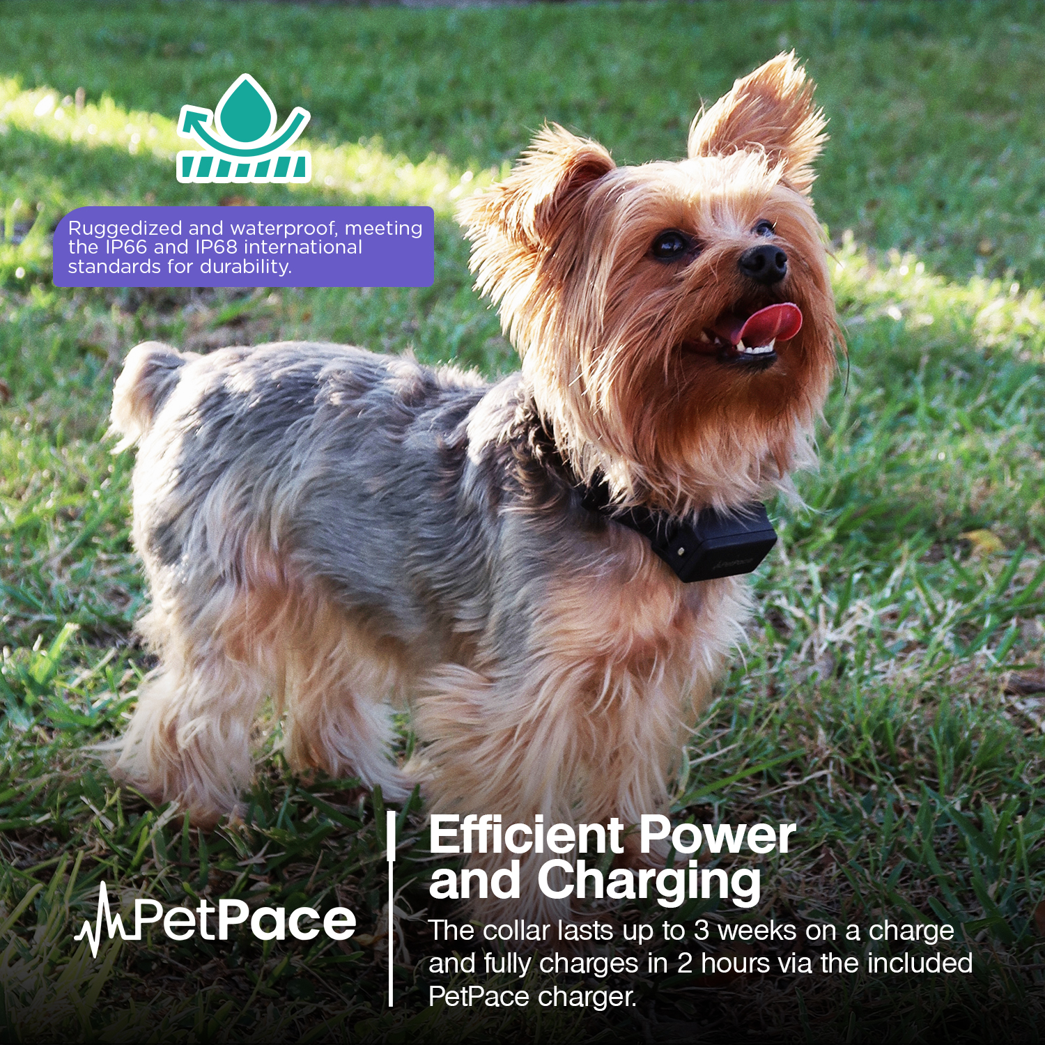 PetPace Smart Health Collar – Advanced AI-Driven Health Monitoring for Dogs, Tracks Vitals, Stress, Activity, Sleep & More, Vet-Approved Wellness Tracking, Early Alerts & Smart Data Sharing - Buy And Post Feedback on Amazon — 14