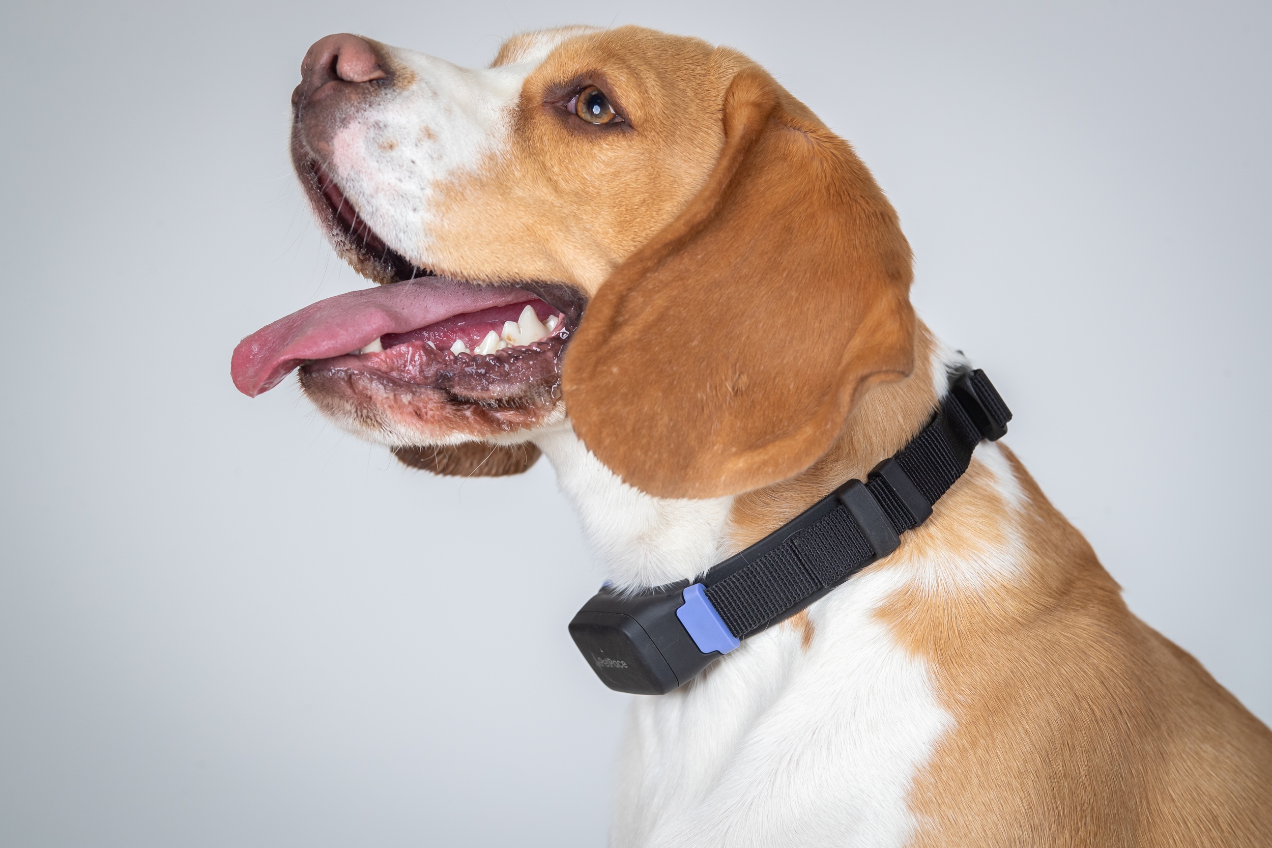 PetPace Smart Health Collar – Advanced AI-Driven Health Monitoring for Dogs, Tracks Vitals, Stress, Activity, Sleep & More, Vet-Approved Wellness Tracking, Early Alerts & Smart Data Sharing - Buy And Post Feedback on Amazon — 9