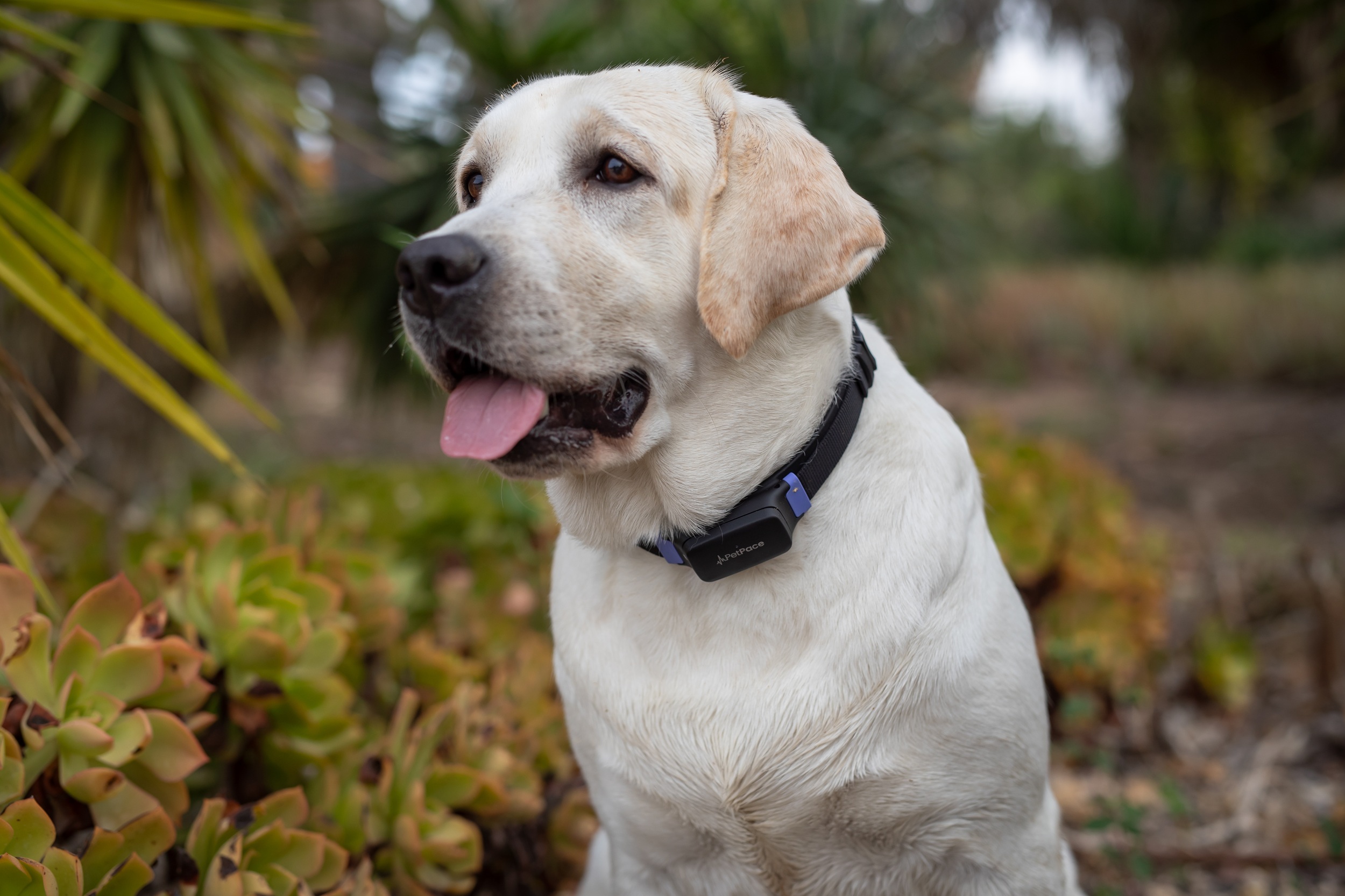 PetPace Smart Health Collar – Advanced AI-Driven Health Monitoring for Dogs, Tracks Vitals, Stress, Activity, Sleep & More, Vet-Approved Wellness Tracking, Early Alerts & Smart Data Sharing - Buy And Post Feedback on Amazon — 7