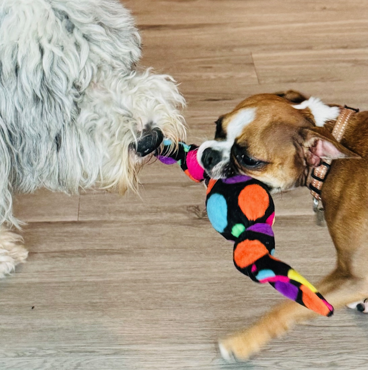 Candy 3 -1 Fetch - Tug of War -Shake