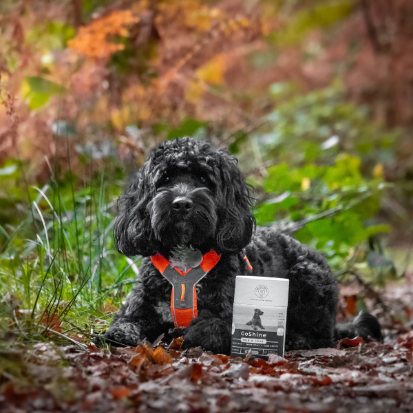 GoShine - support skin and coat condition