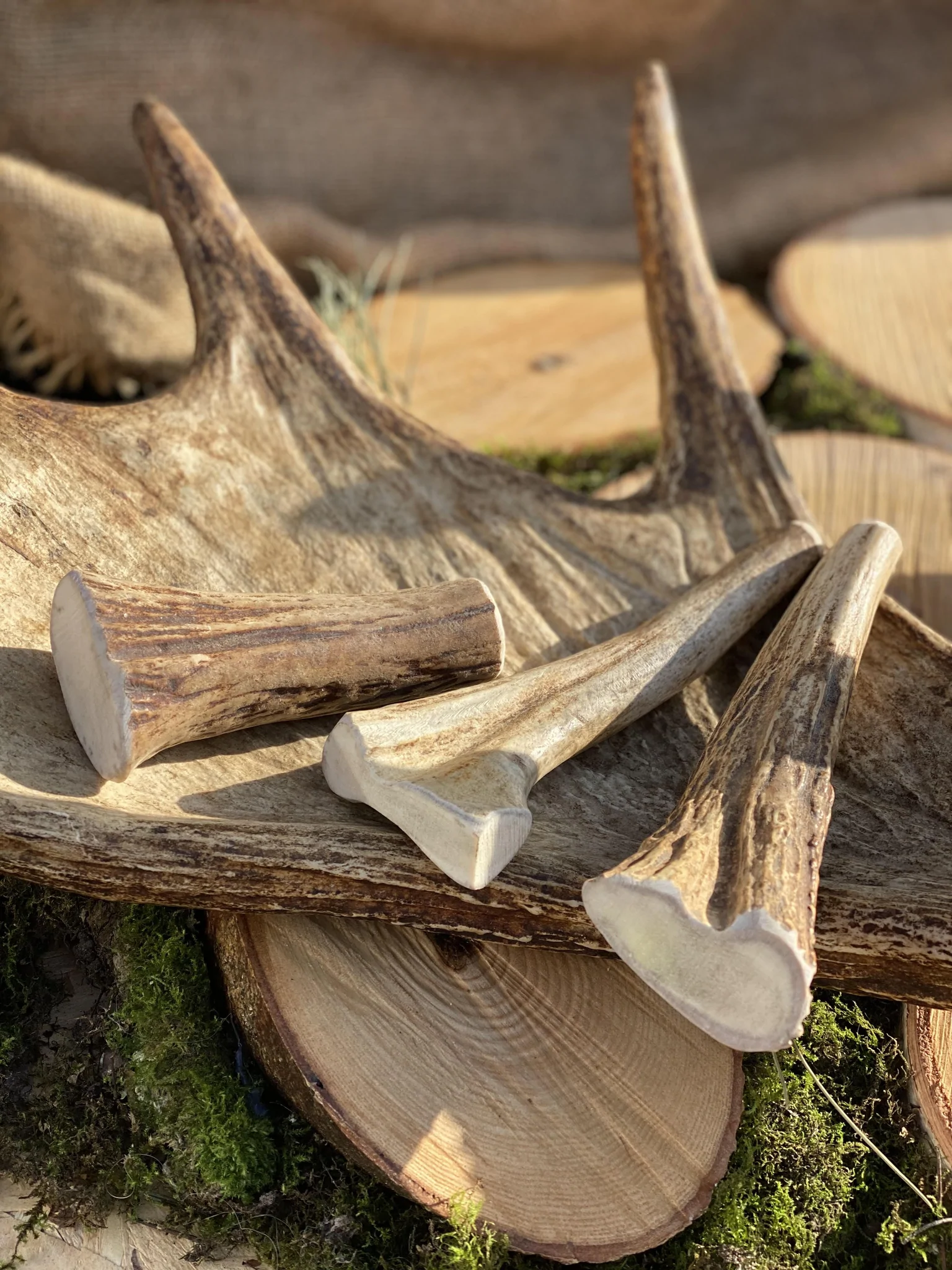 Elk Antler Chew
