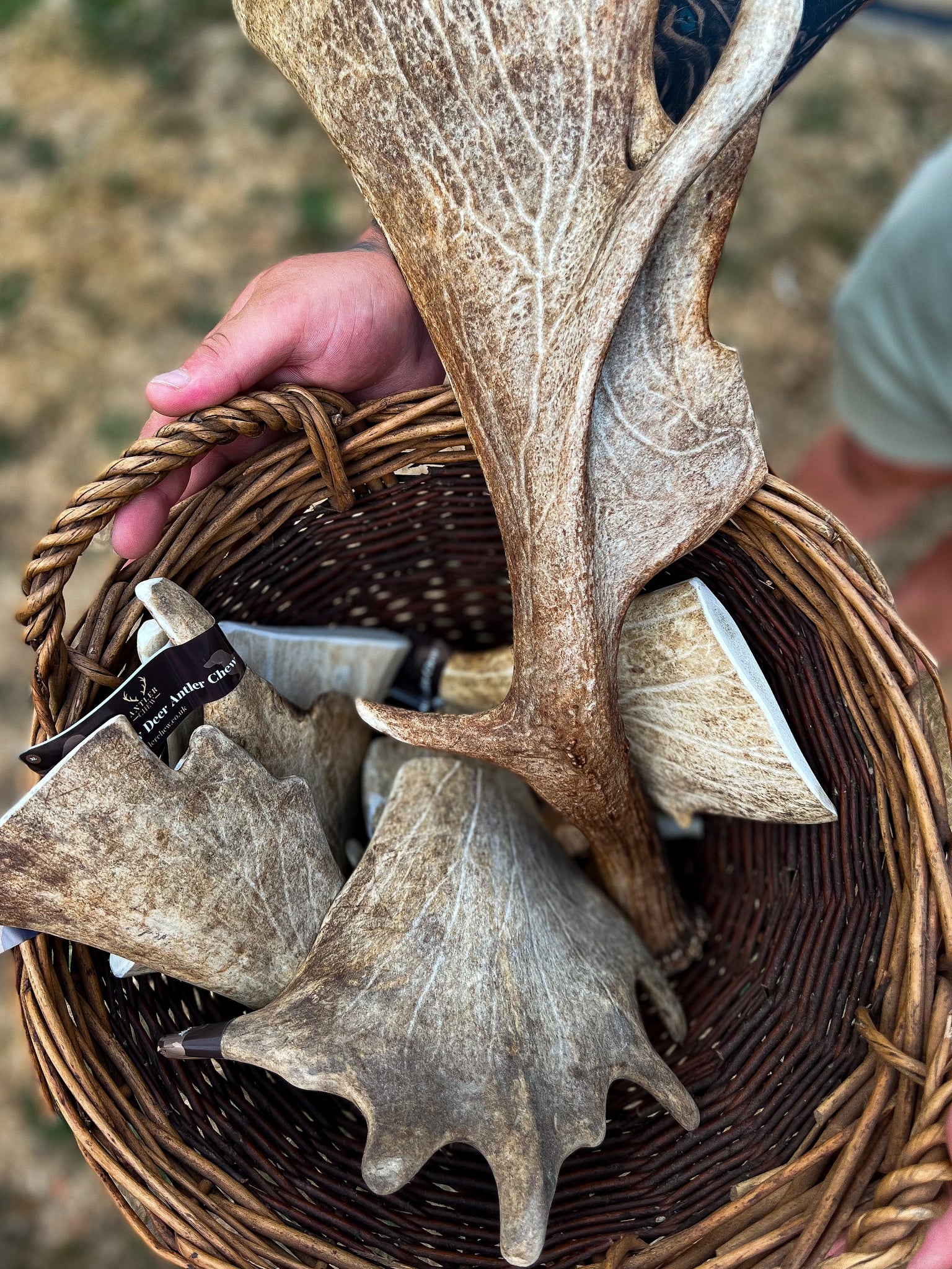 Fallow Deer Antler Chew