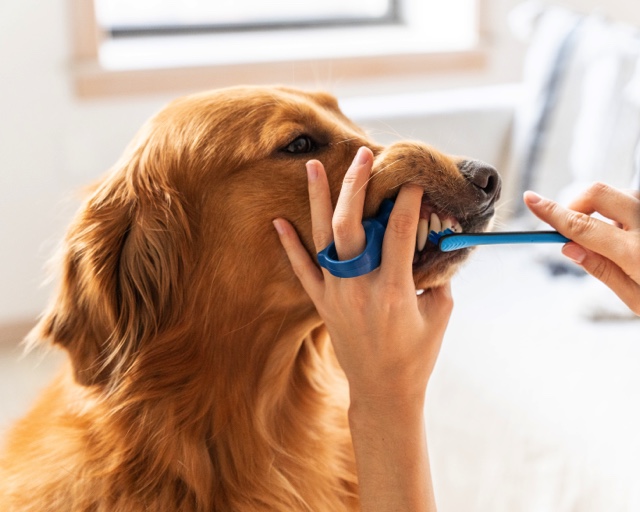 How do you Brush your dog's teeth? Sparkle Smiles Campaign – emphasizes bright, healthy teeth.