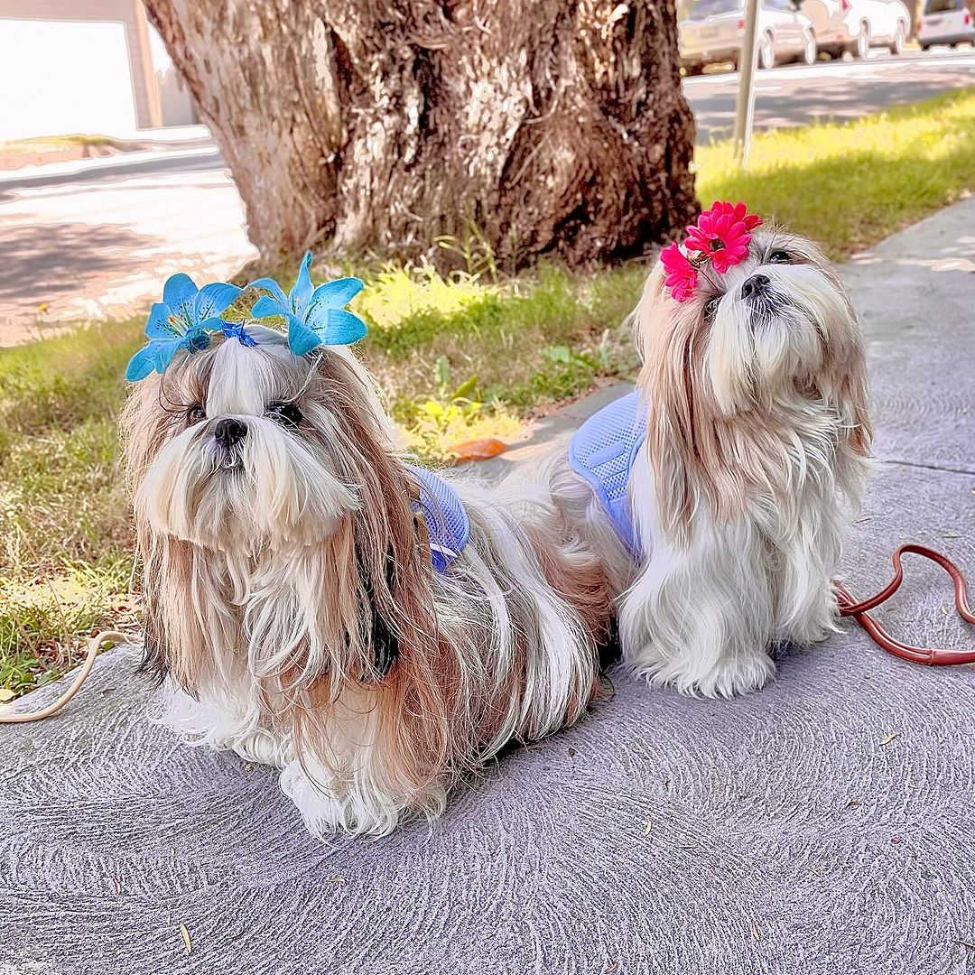 Stay cool longer with Horay World Cooling Comfort Vest with 2 strong specially-invented (patented) cooling packs🐾