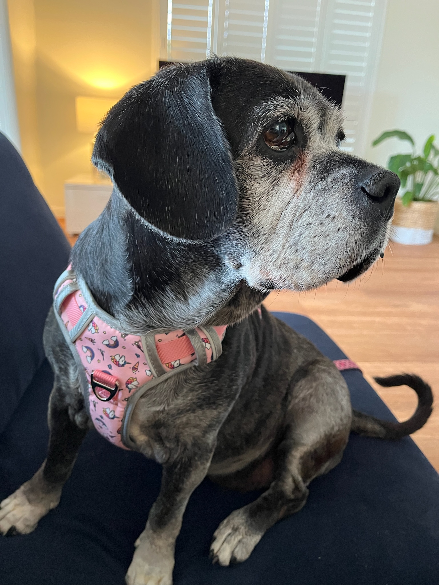 Winxie Wags: Pawsome Dogfluence for Growth & Sales 🐾