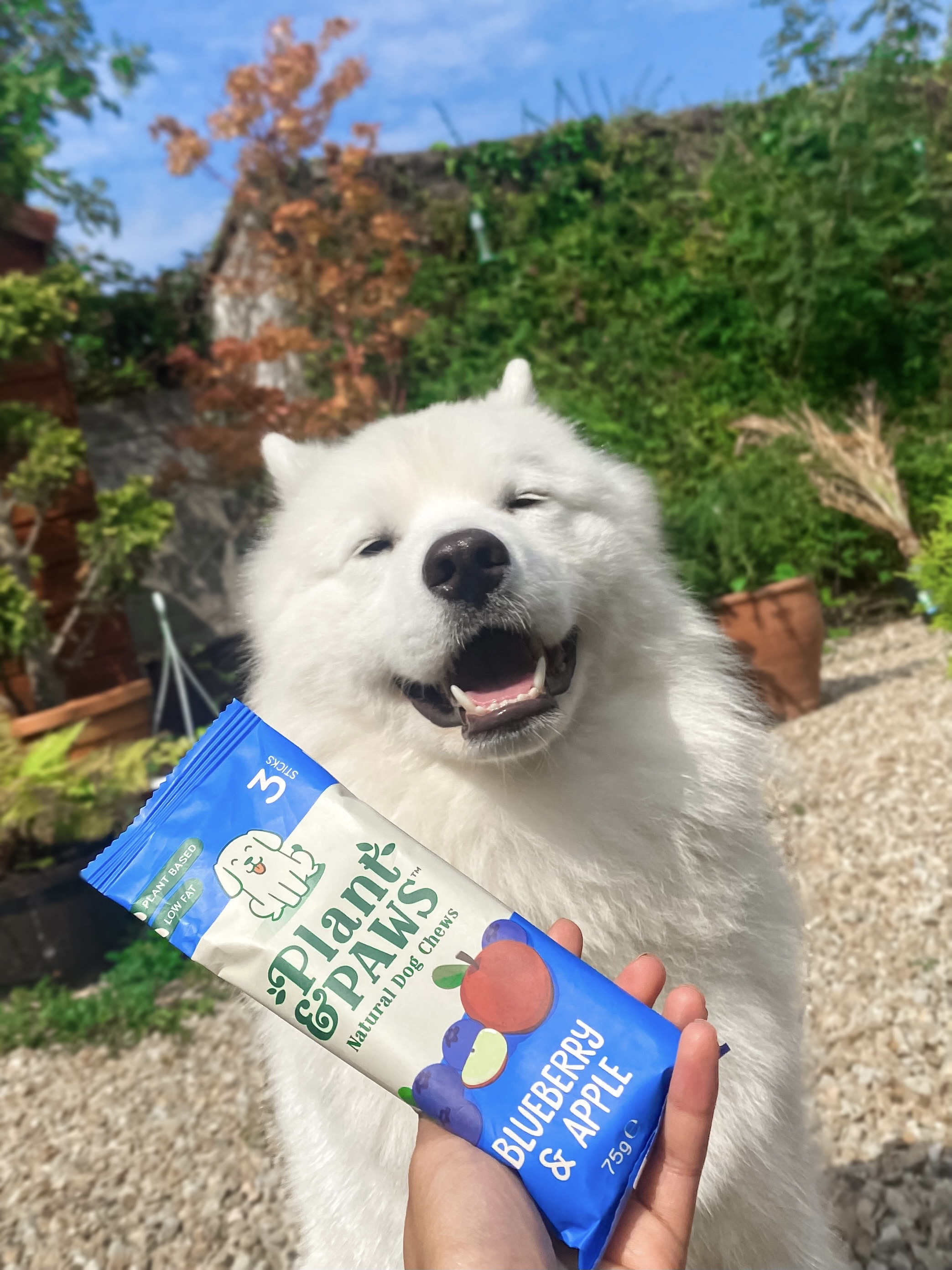 Blueberry and Apple Single Pack Dog Chew