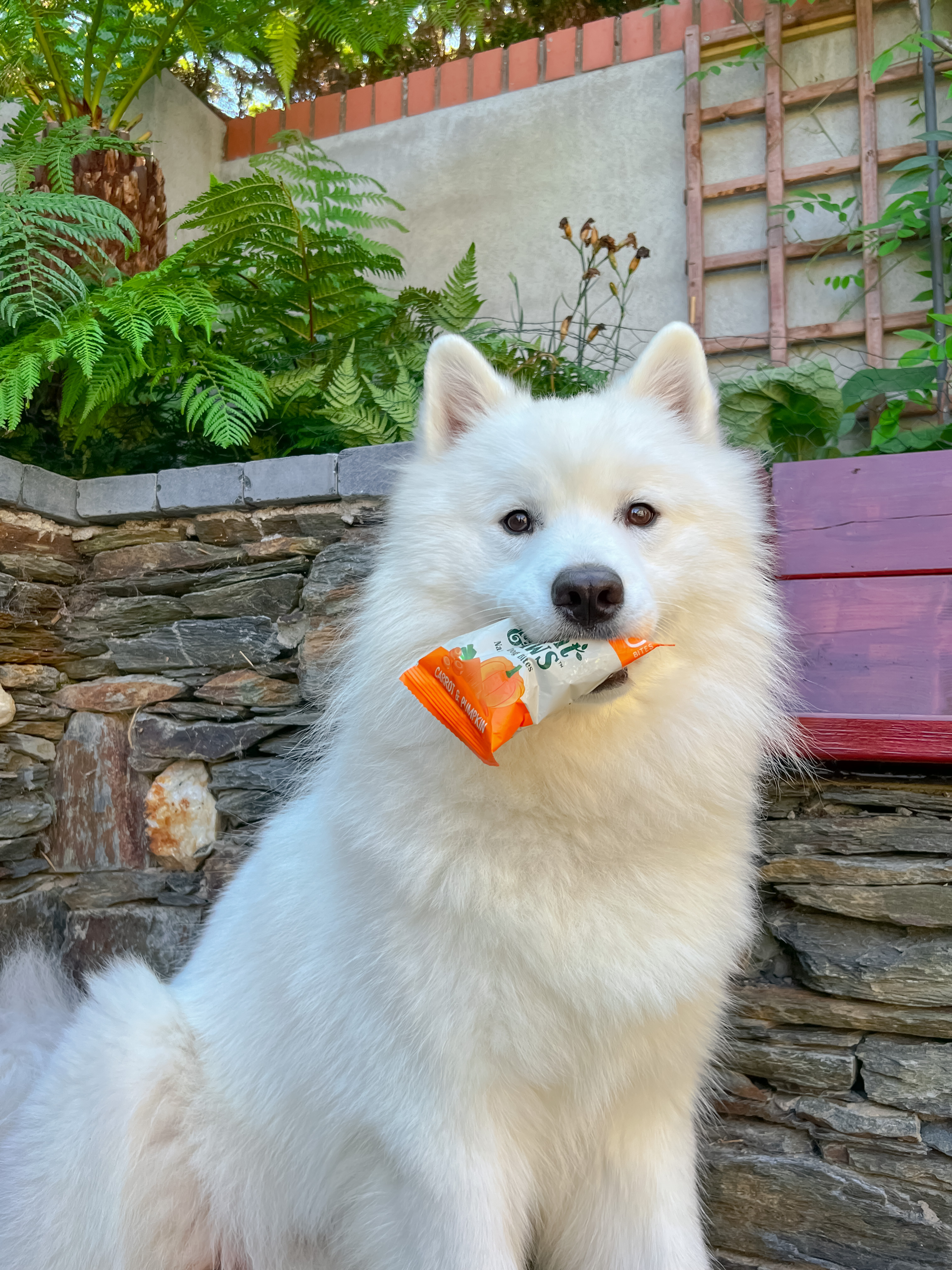 Carrot and Pumpkin Natural Bites