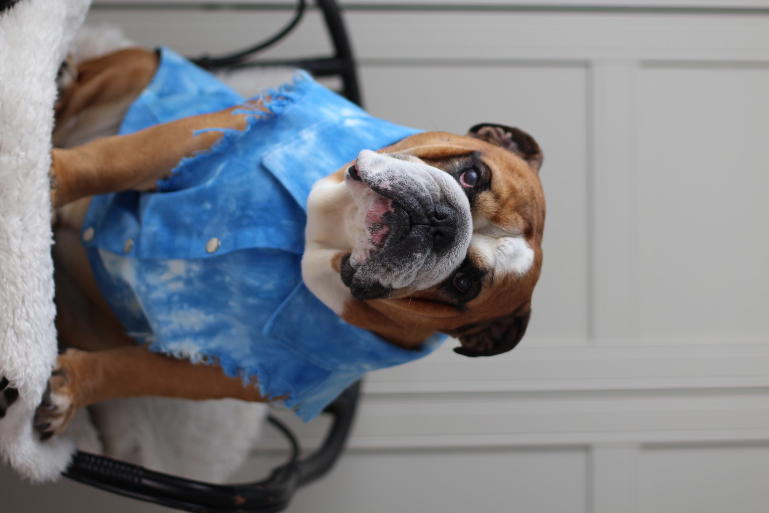 Tie-dye Doggy Denim Jacket