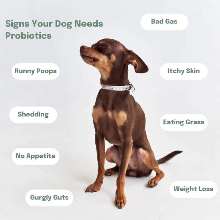 Probiotics for dogs
