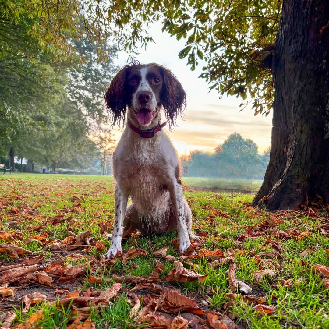 @bella.the.springerspaniel