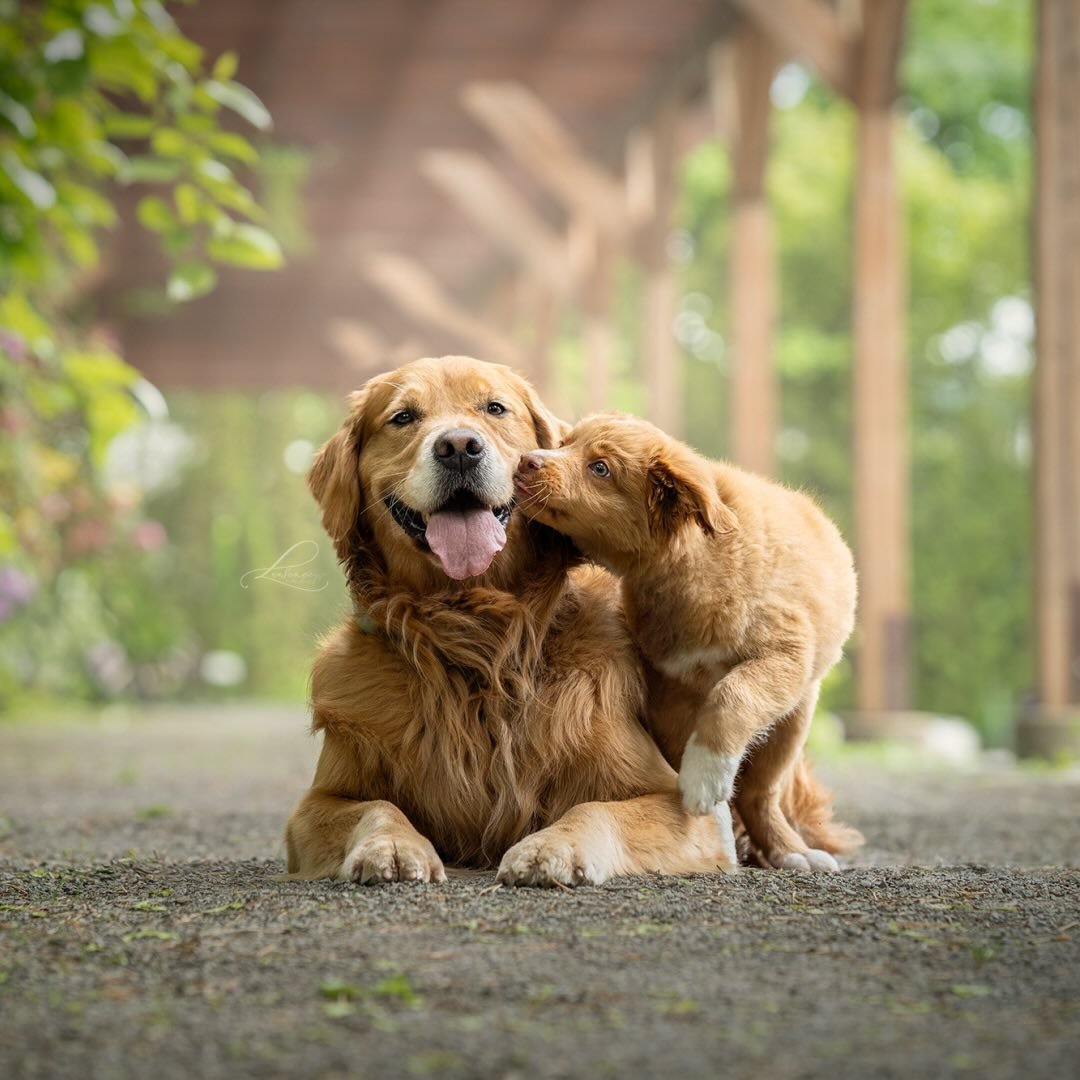 @retrieversjourney