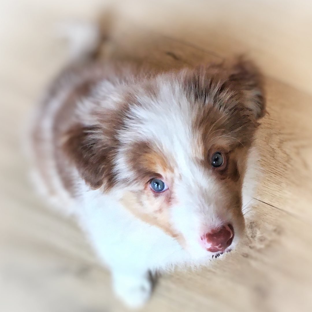 @rafiki.bordercollie