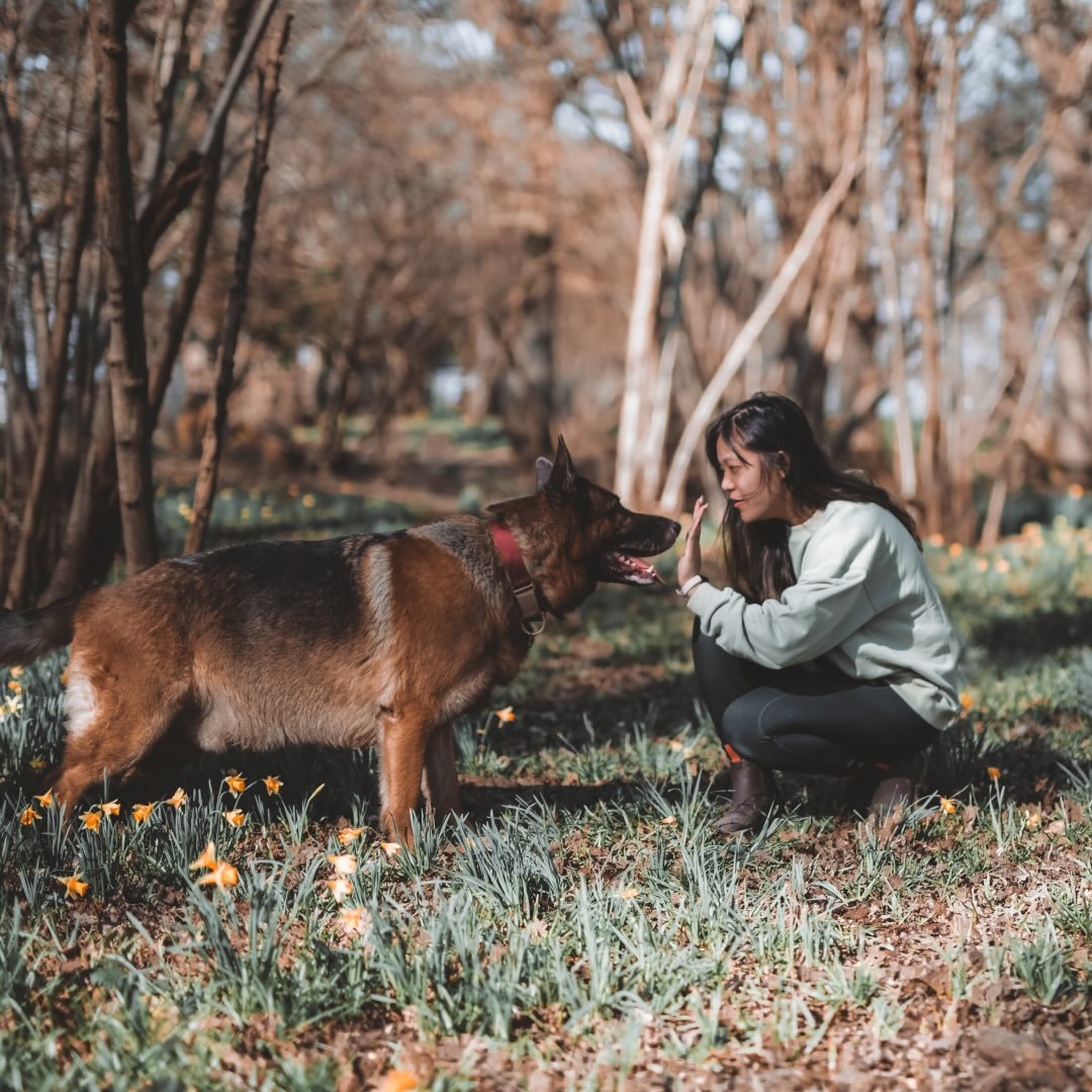 whiskeyalsatian