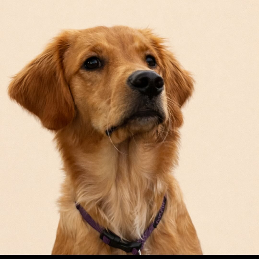 itsmarlothegolden