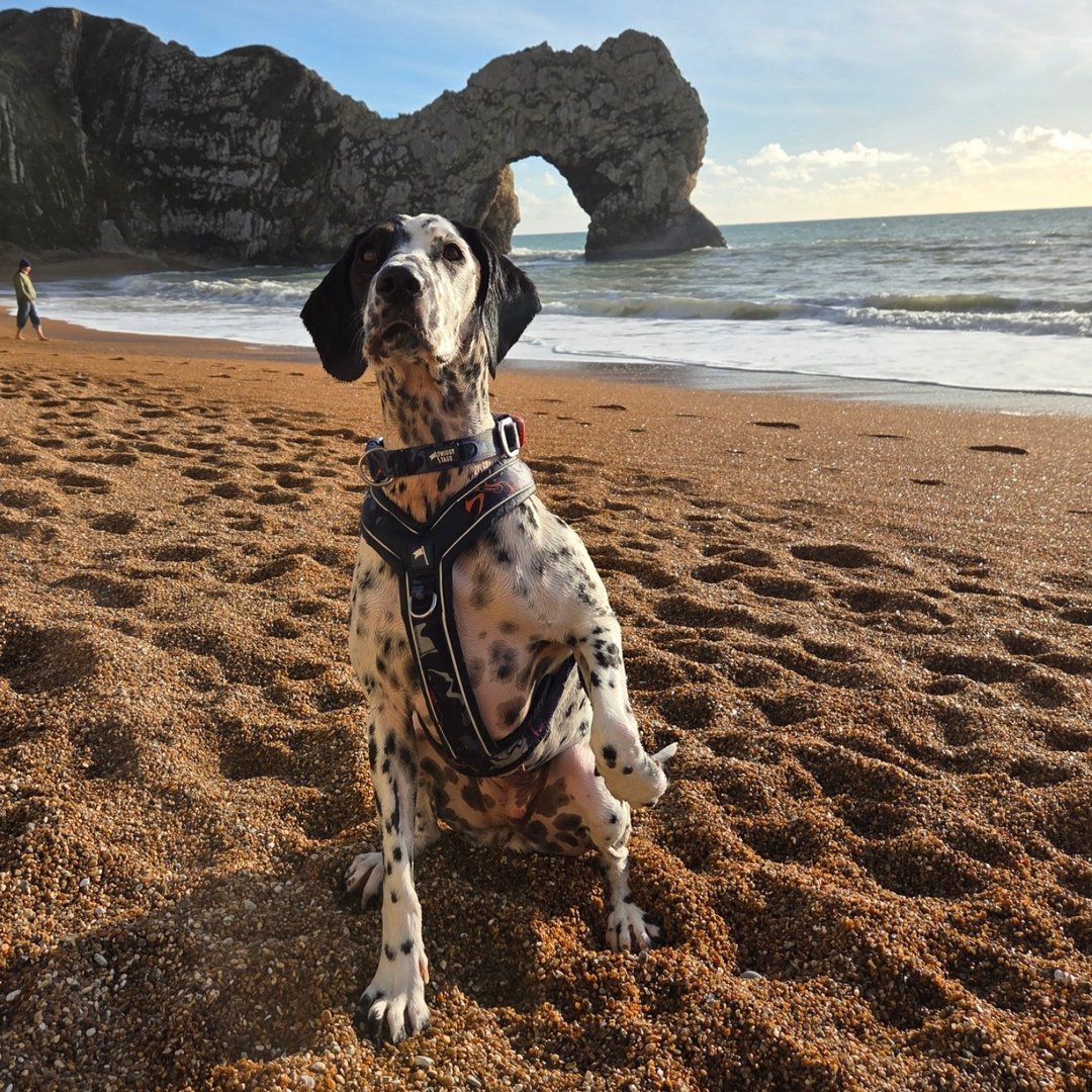 @isla_the_sprockermatian