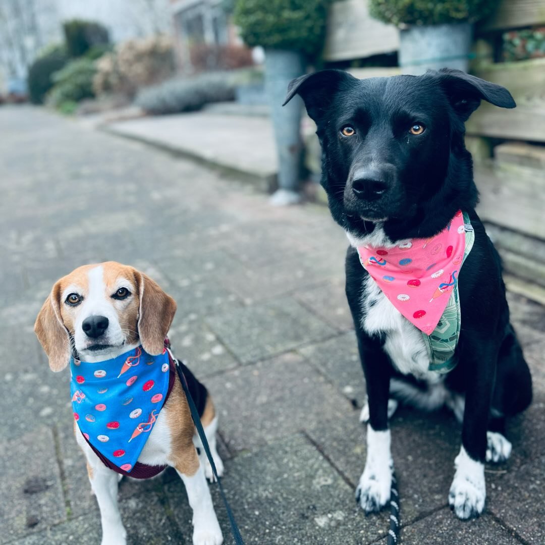 itsabeaglemix-1