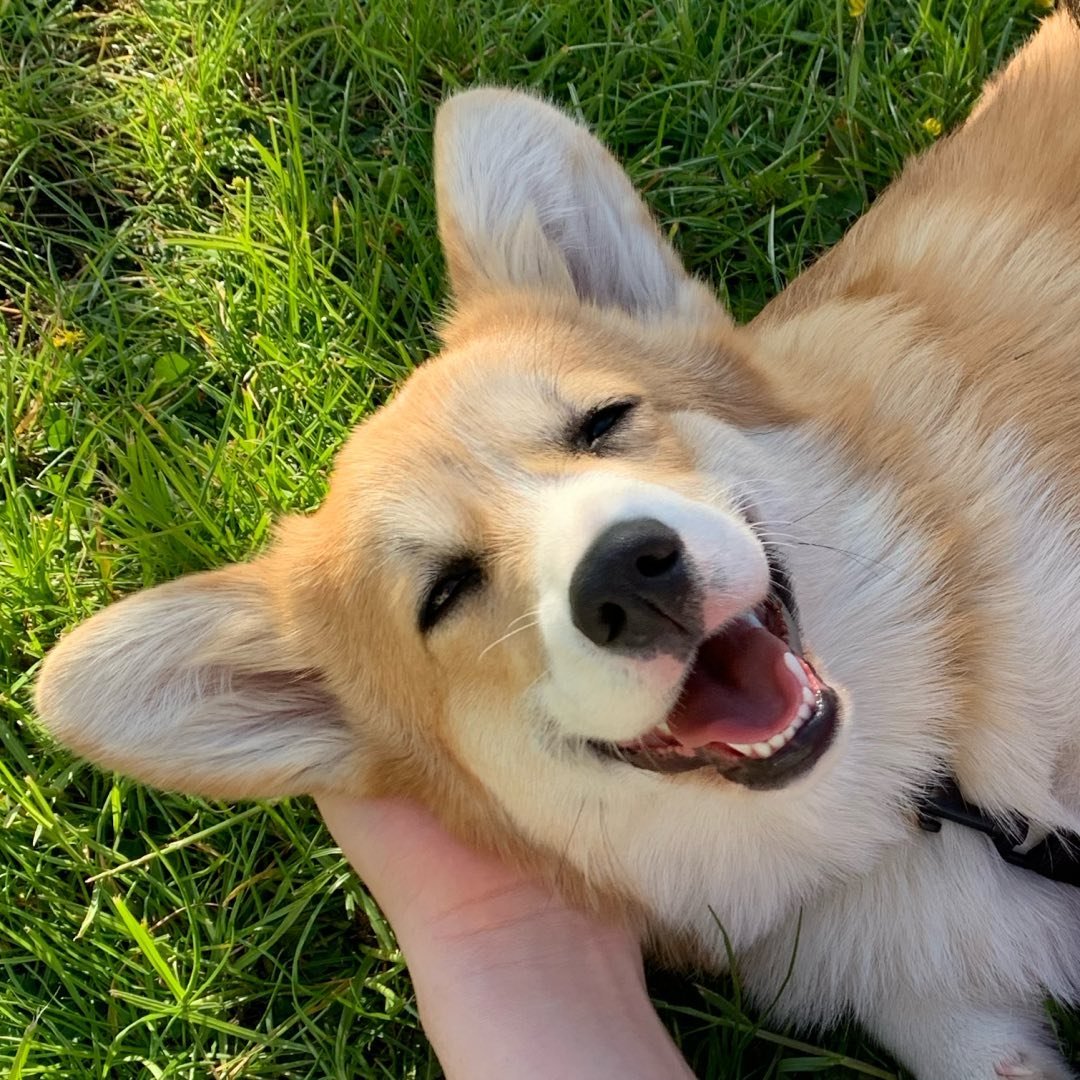 @corgi.sweet.cookie