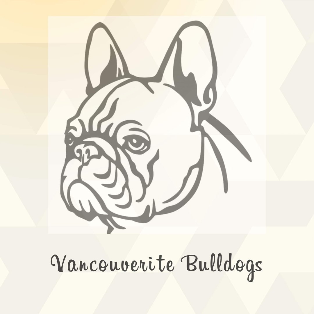 @vancouveritefrenchbulldogs