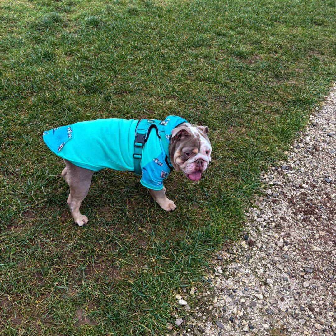 butch_the_english_bulldog1
