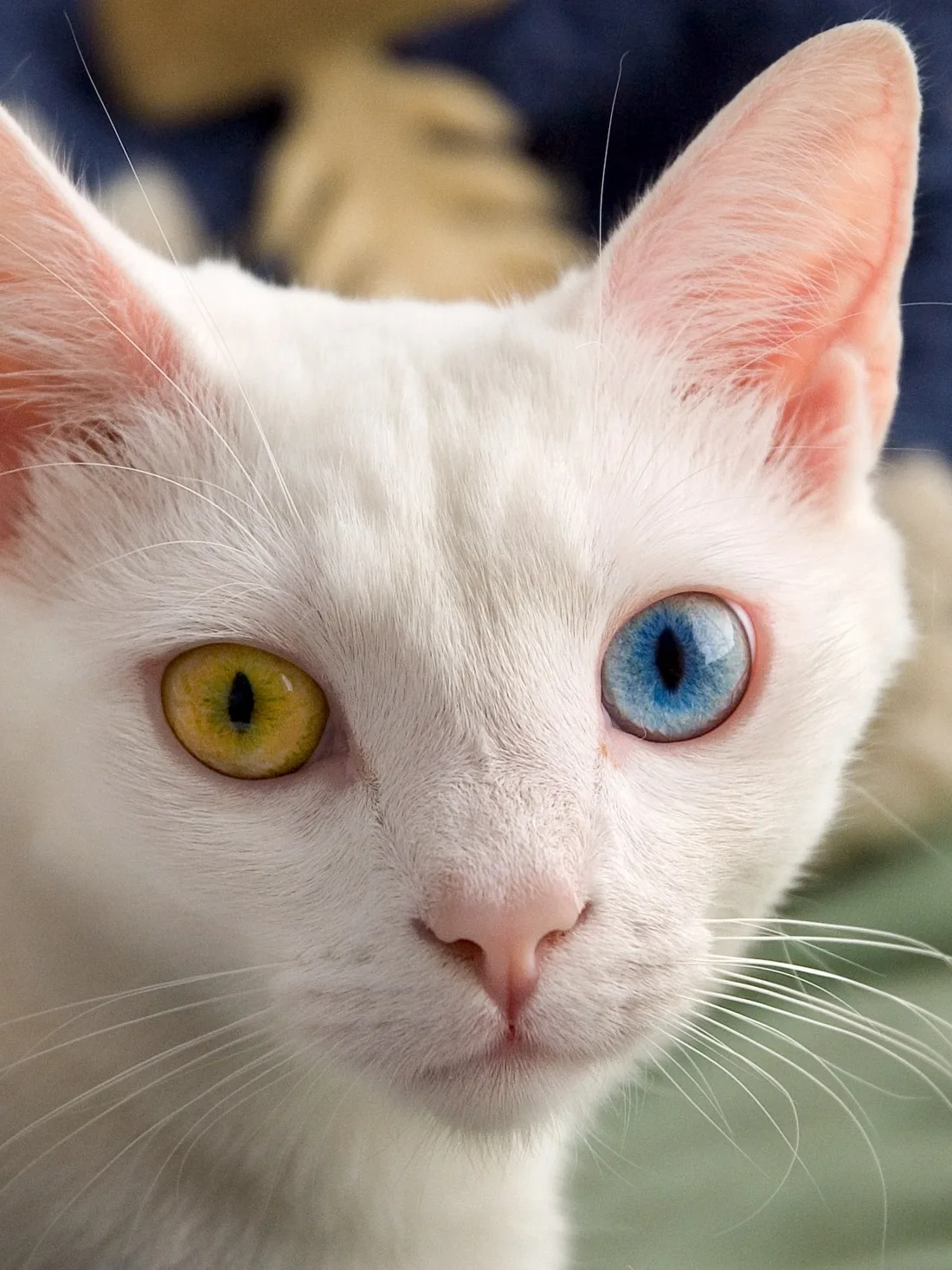 Cat portrait in the Cat Photos library