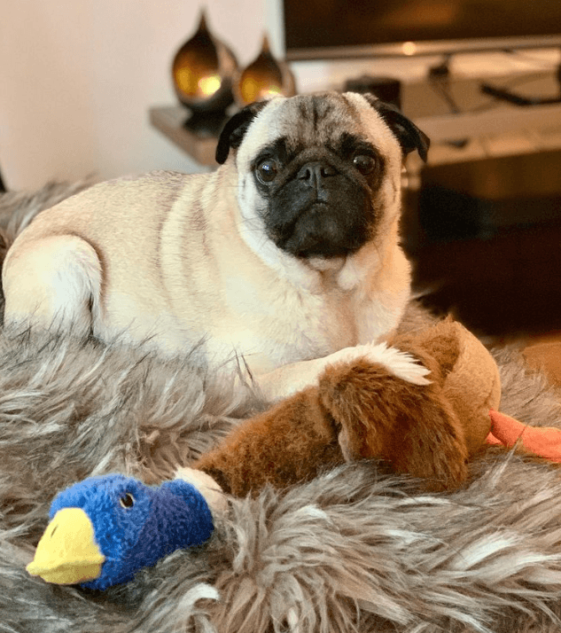 Pug met favoriet speeltje knuffel