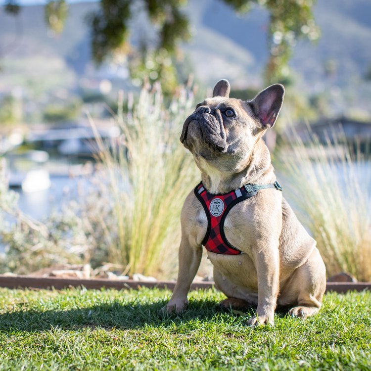 Huxley & Kent harness