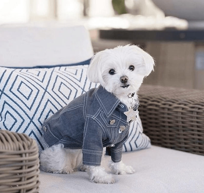 Top 25 Dog Clothing Brands