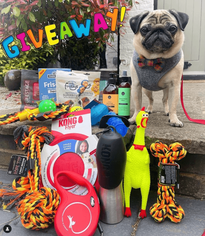 Influencer pug with toys