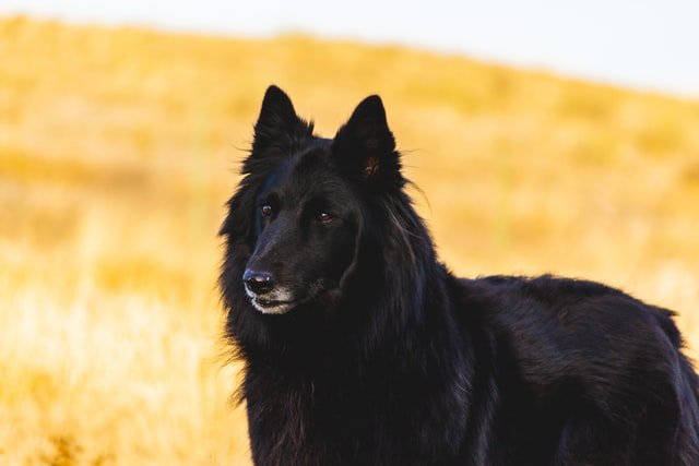 Black Dog Models: 5 Essential Tips for Black Dog Photography